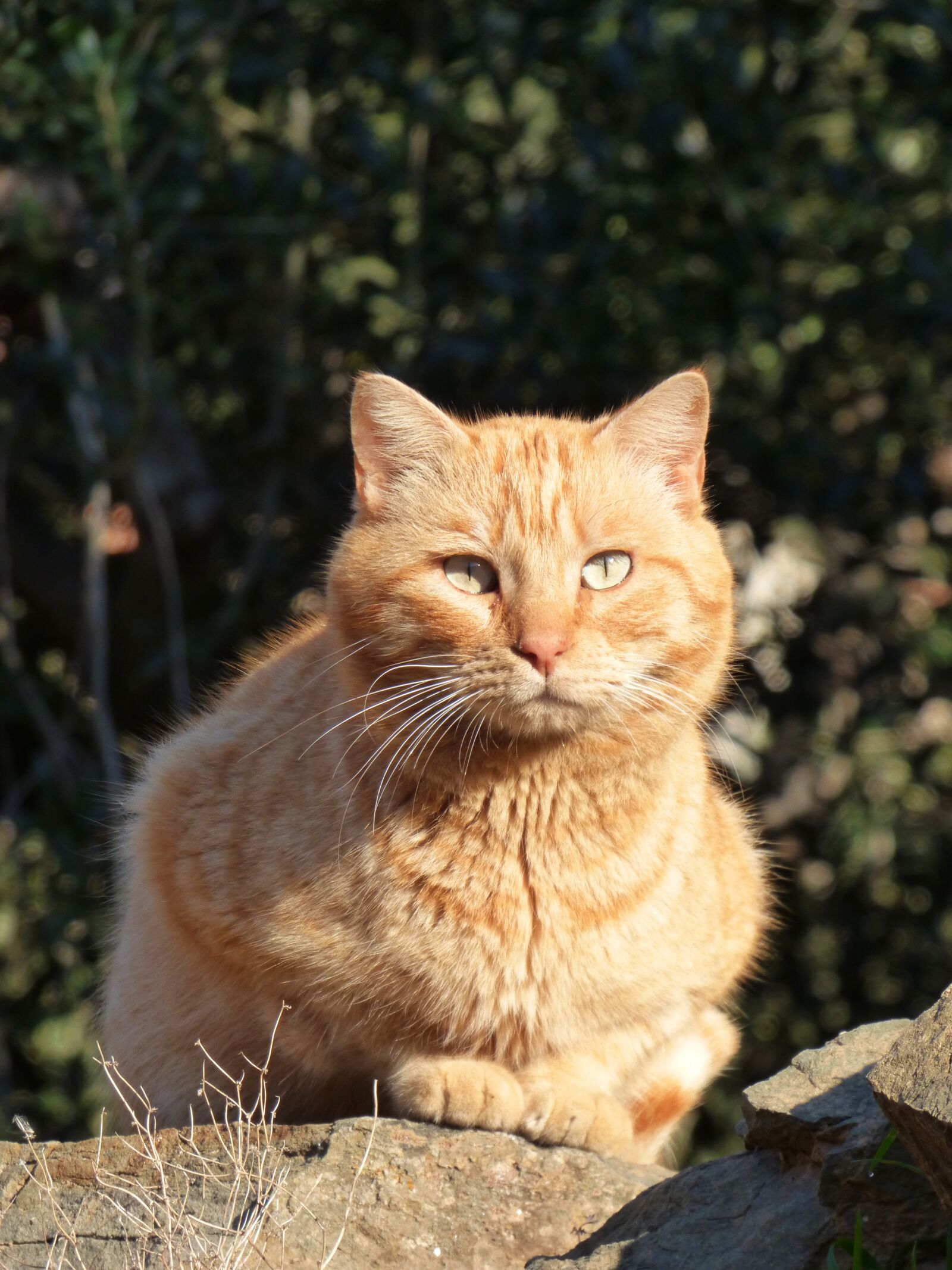Panasonic Lumix DMC-FZ70 sample photo. Cat, feline, blond photography