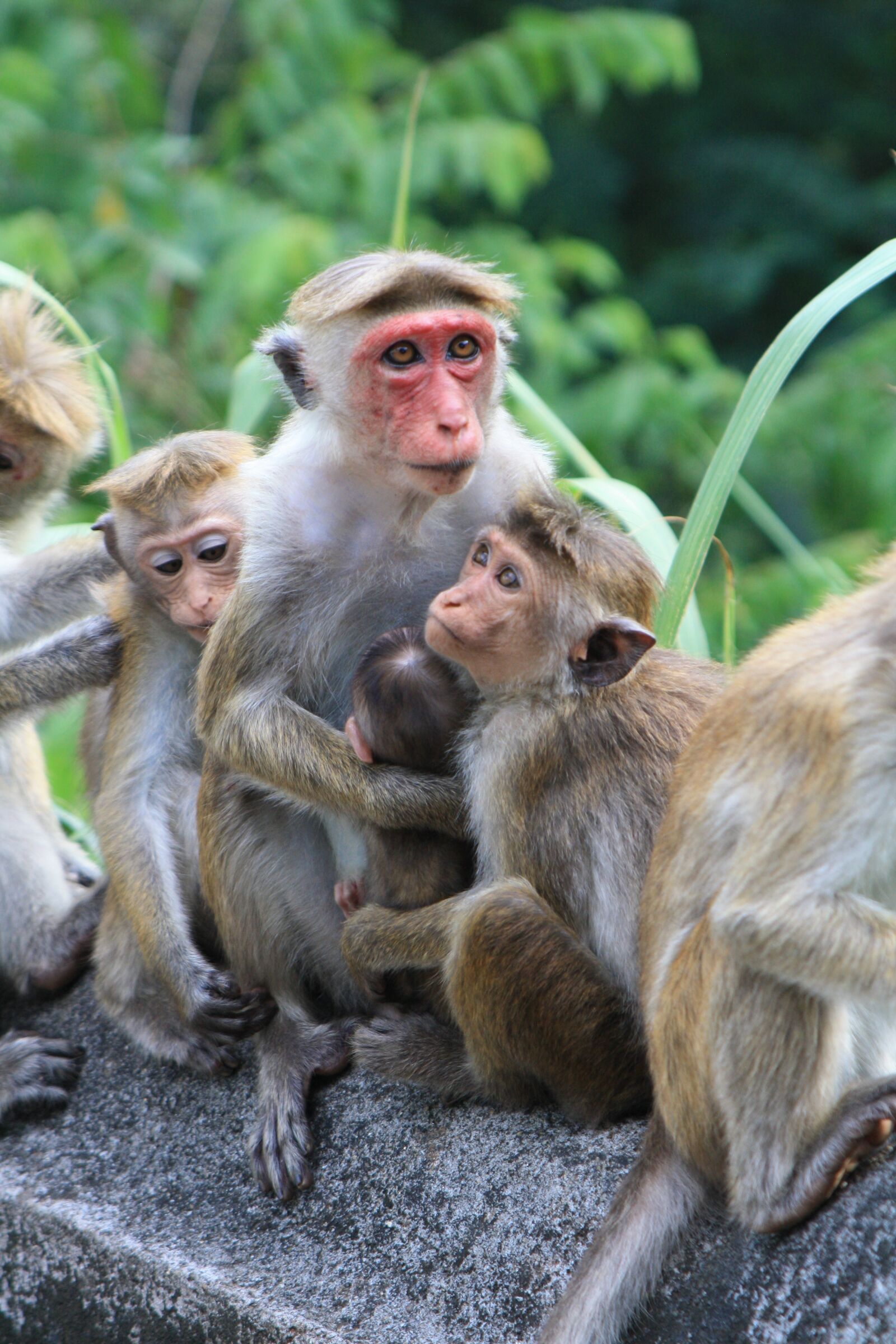 Canon EOS 1000D (EOS Digital Rebel XS / EOS Kiss F) sample photo. Monkey, sri lanka, sri photography