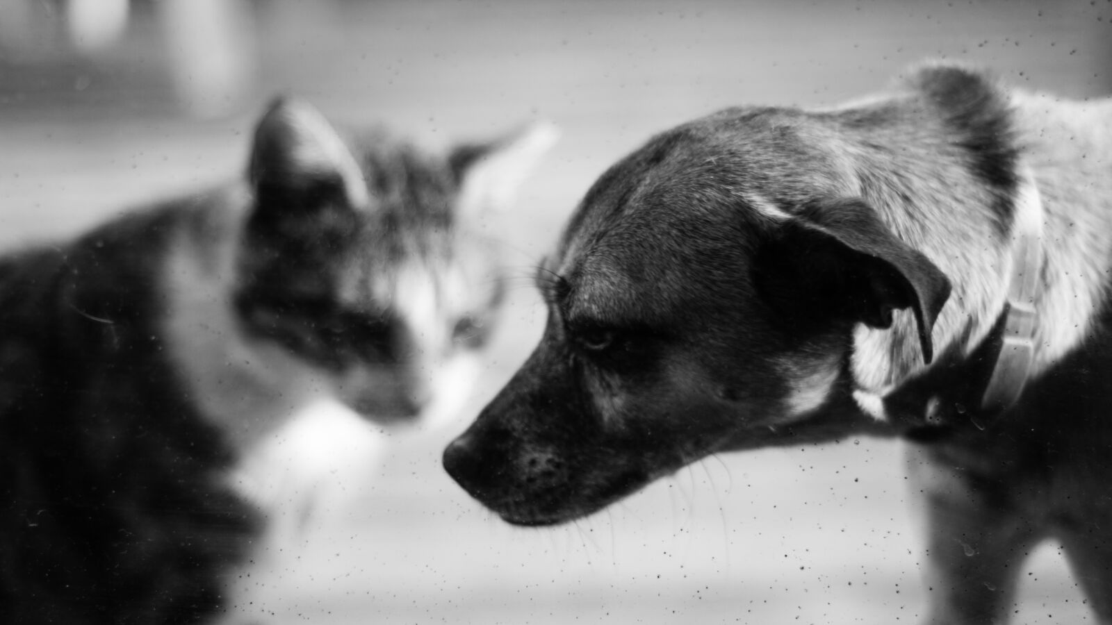 Canon EOS 600D (Rebel EOS T3i / EOS Kiss X5) sample photo. Animal, animals, cat, cute photography