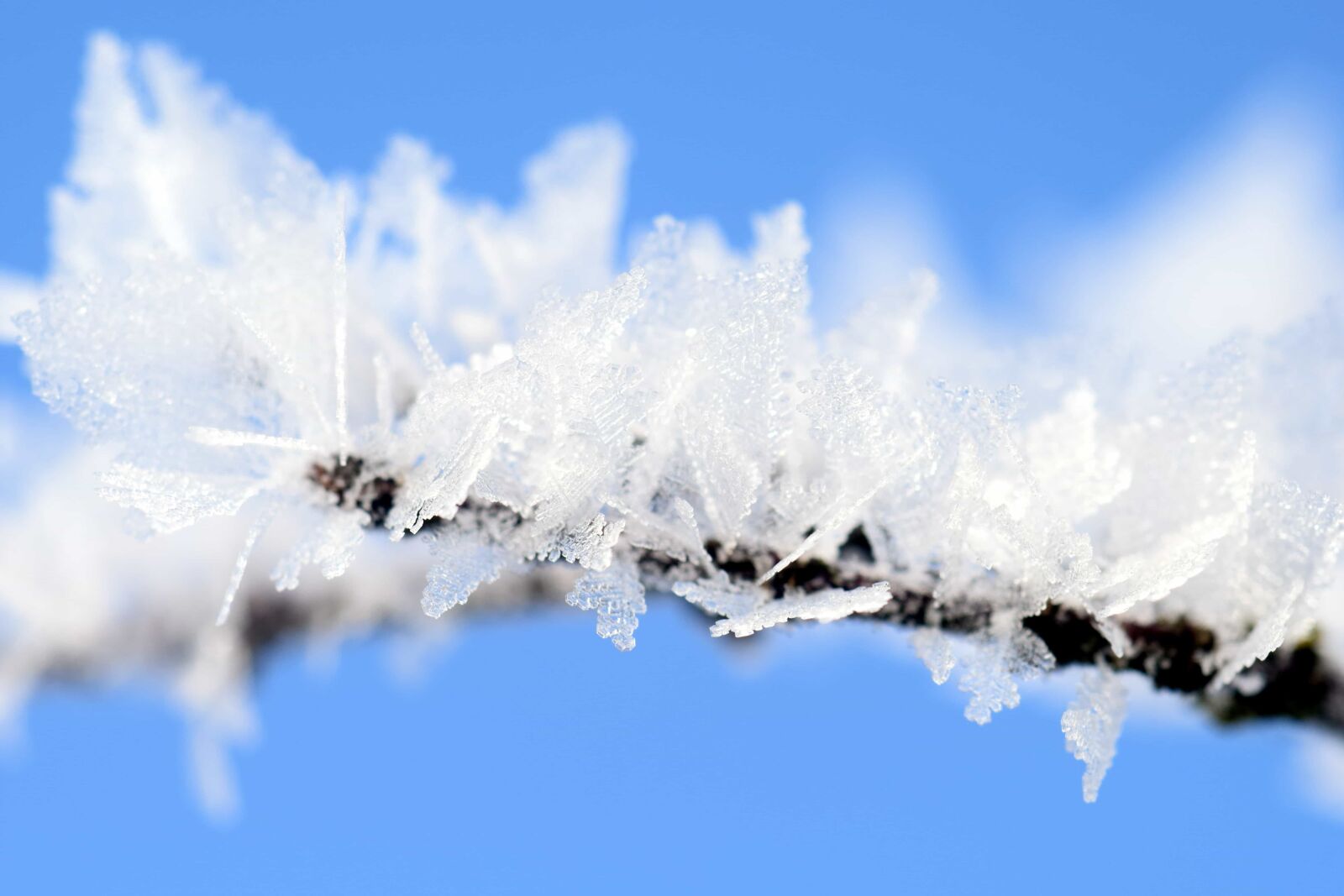 Nikon D3300 sample photo. Snowflake, blue sky, nature photography