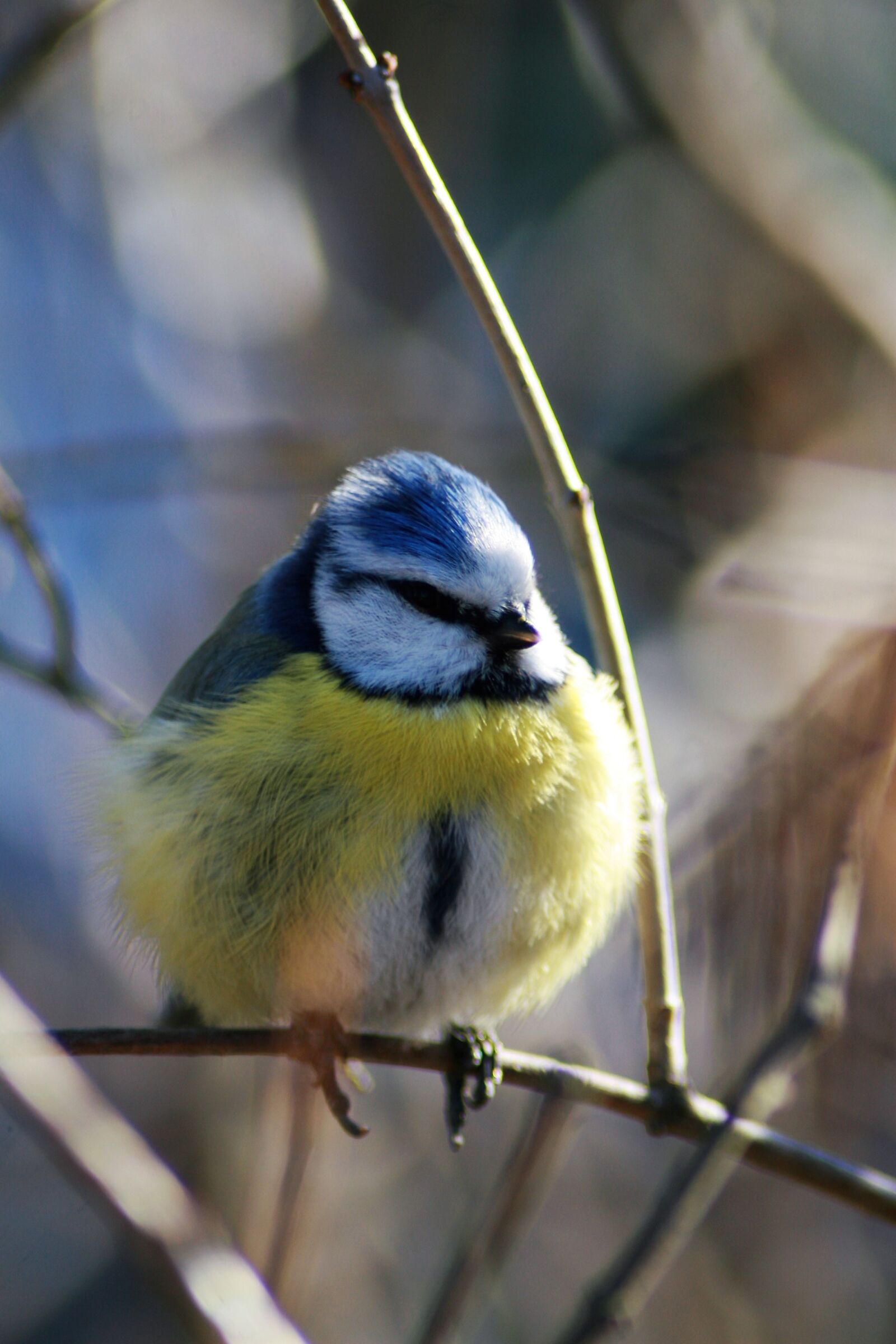 Canon EOS 30D sample photo. Bird, blue tit, small photography