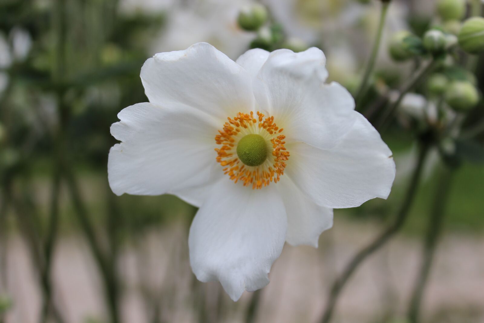 Canon EOS 600D (Rebel EOS T3i / EOS Kiss X5) sample photo. Flowers, nature, flower photography