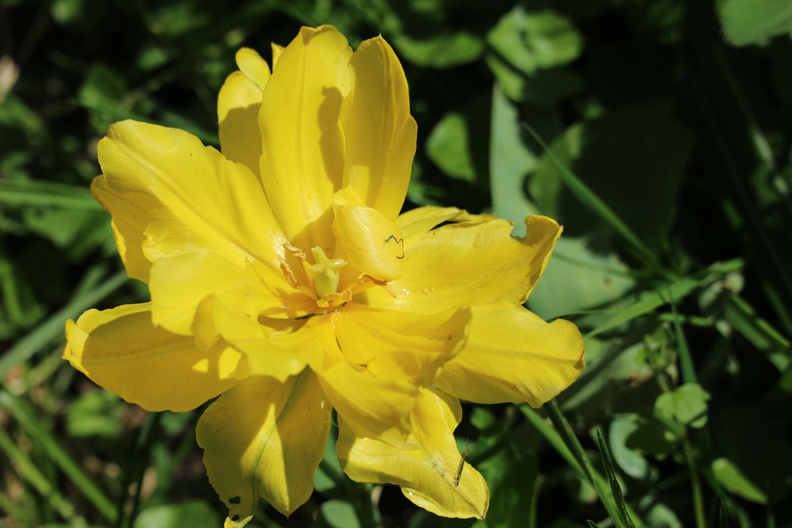 Canon EOS M10 sample photo. Flower, garden, nature photography