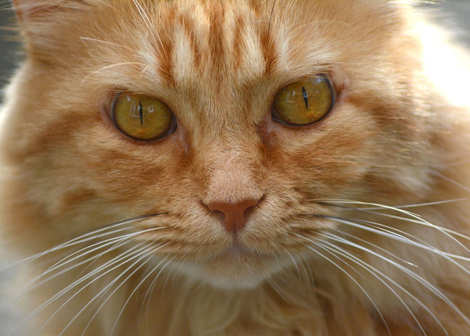 Nikon D5200 sample photo. Cat, red tomcat, portrait photography