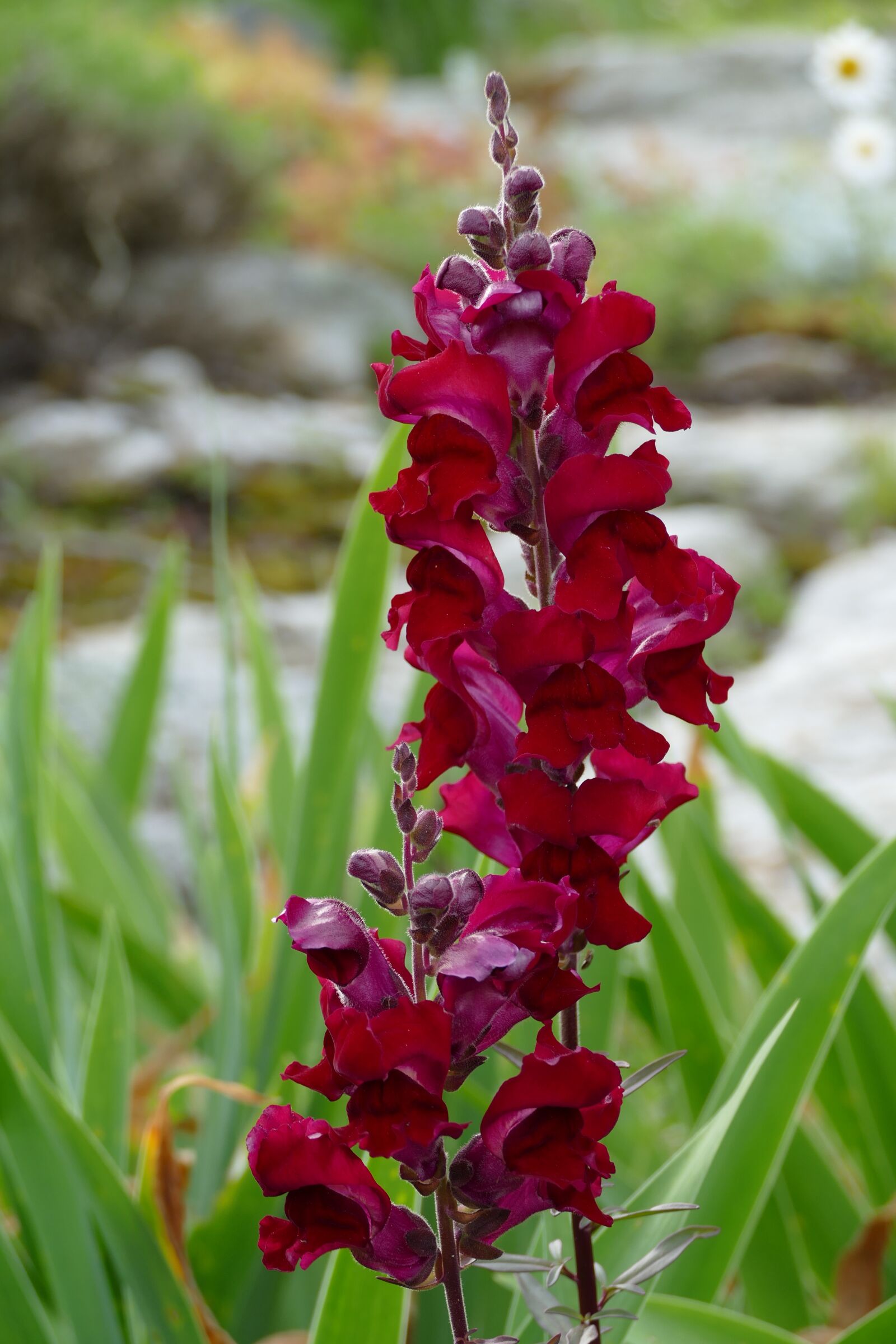 Panasonic Lumix DMC-FZ1000 sample photo. Snapdragon, flower, crimson photography