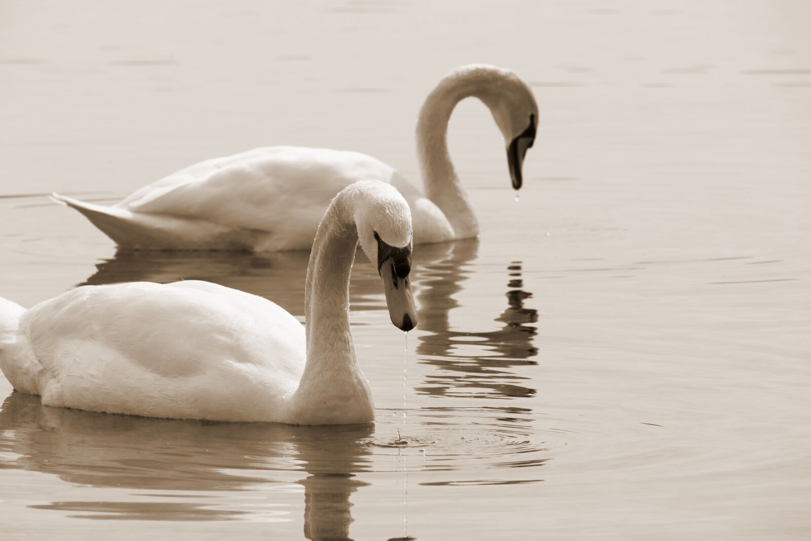 Canon EF-S 55-250mm F4-5.6 IS STM sample photo. Swan, swans, bird photography