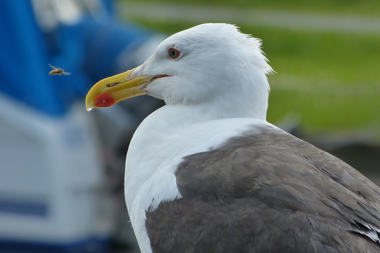Panasonic Lumix DMC-FZ150 sample photo. Seagull, fly, nature photography