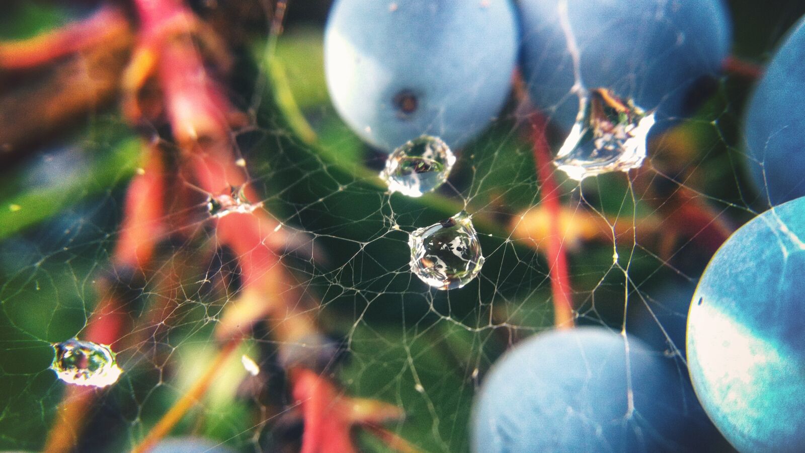 iPhone 4 back camera 3.85mm f/2.8 sample photo. Nature, water, drop photography
