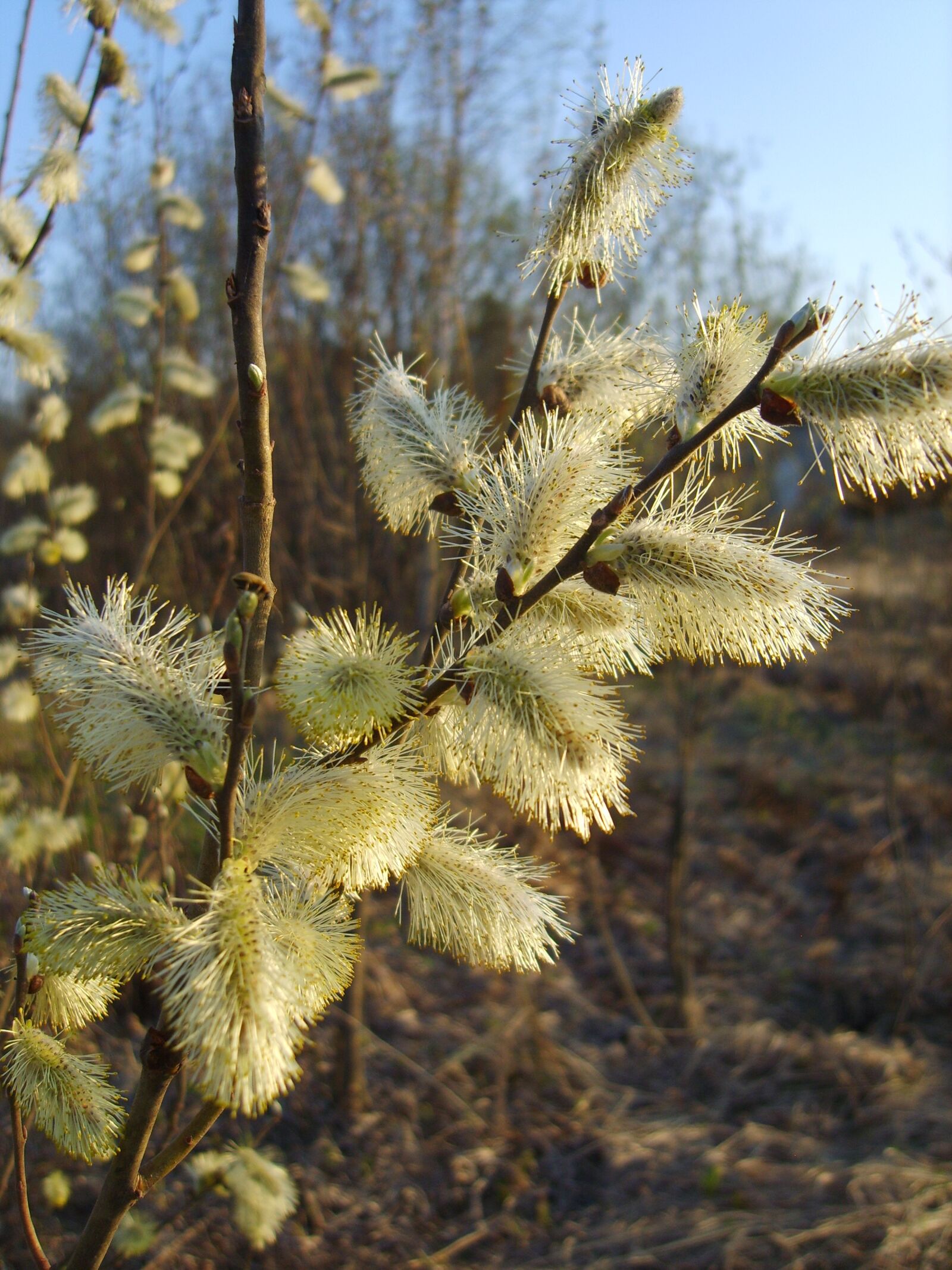 Samsung Digimax S830 / Kenox S830 sample photo. Willow, flower, spring photography