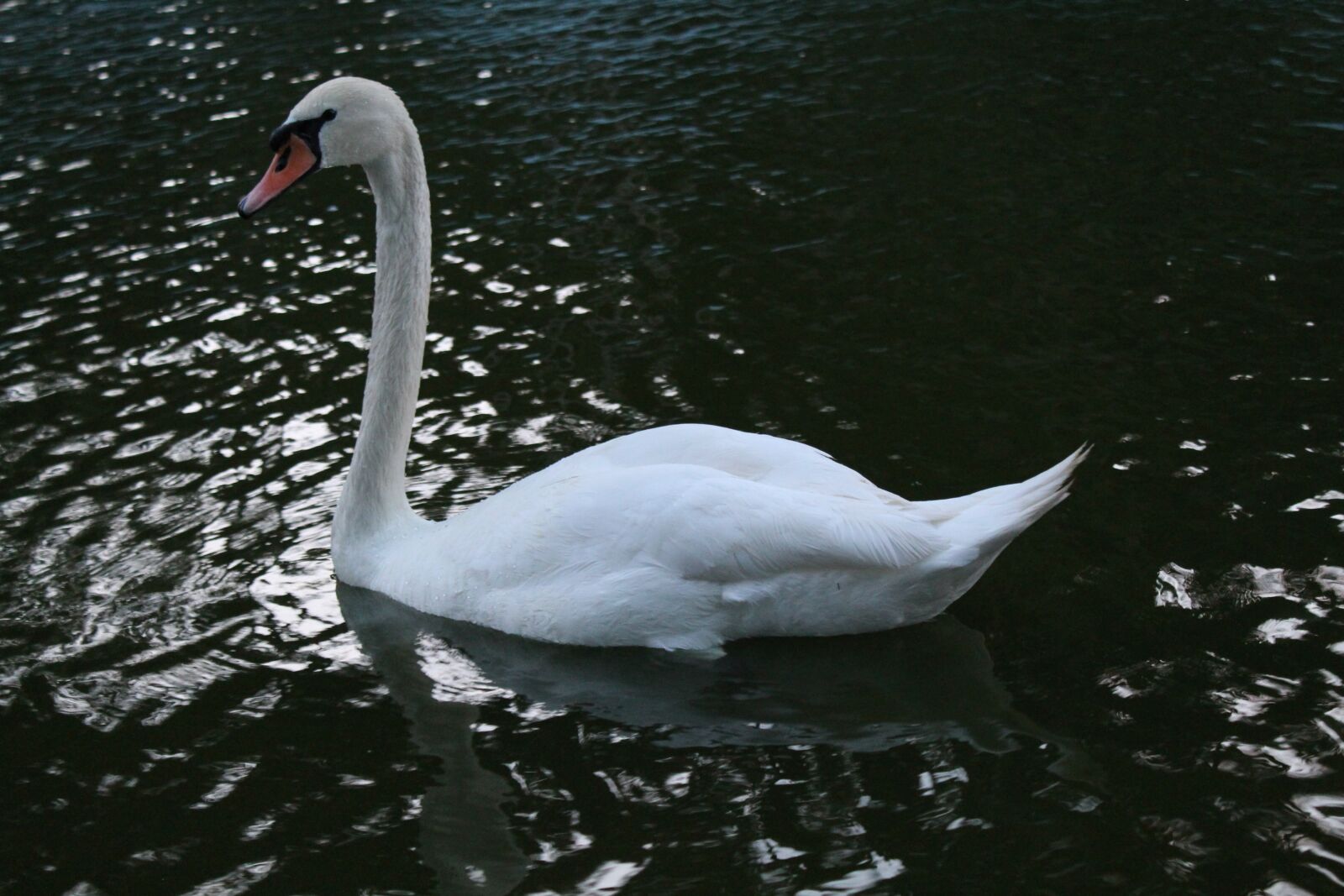 Canon EOS 700D (EOS Rebel T5i / EOS Kiss X7i) sample photo. Animal, water, park photography