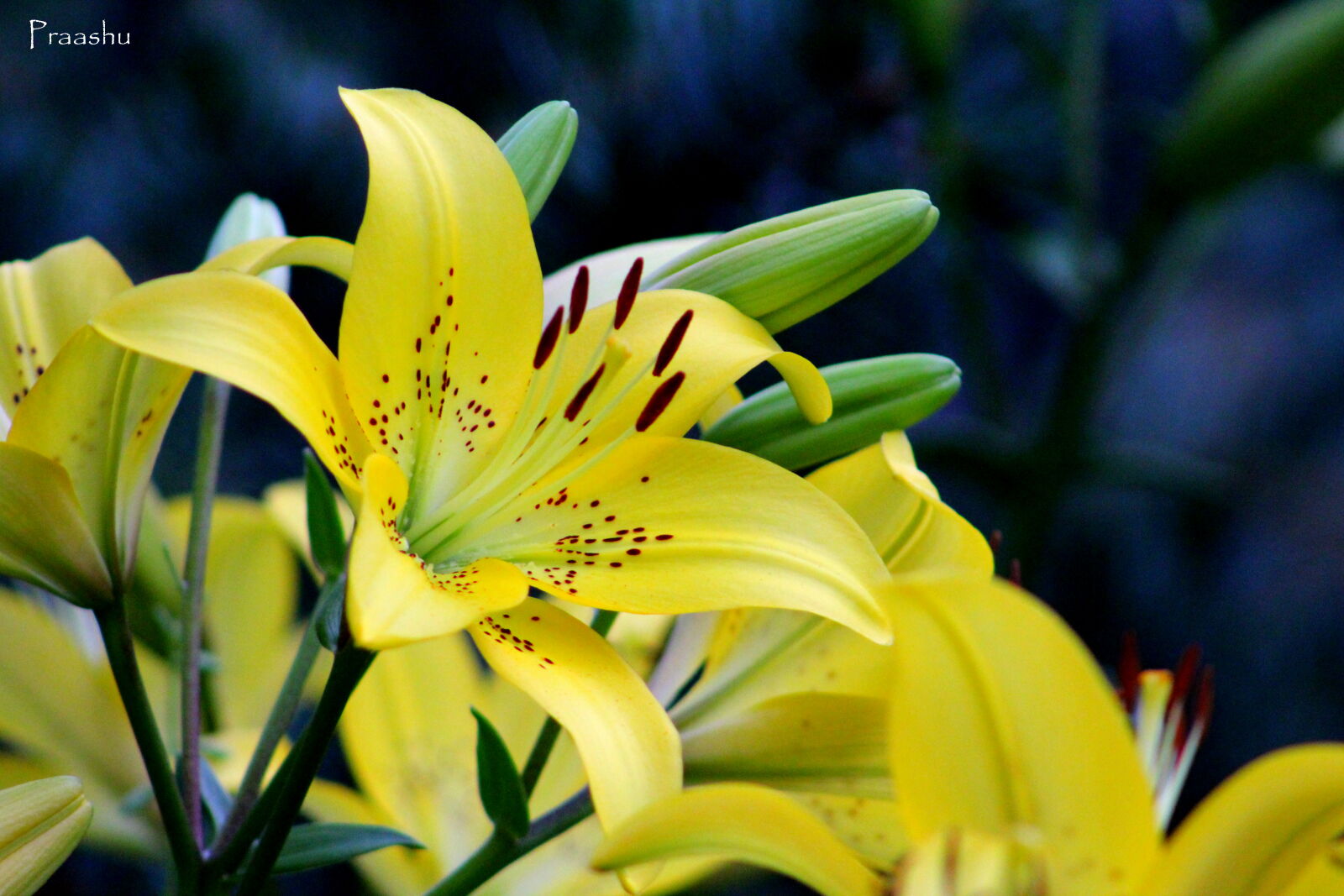 Canon EF 75-300mm f/4-5.6 sample photo. Beautiful, yellow, yellow, flowers photography