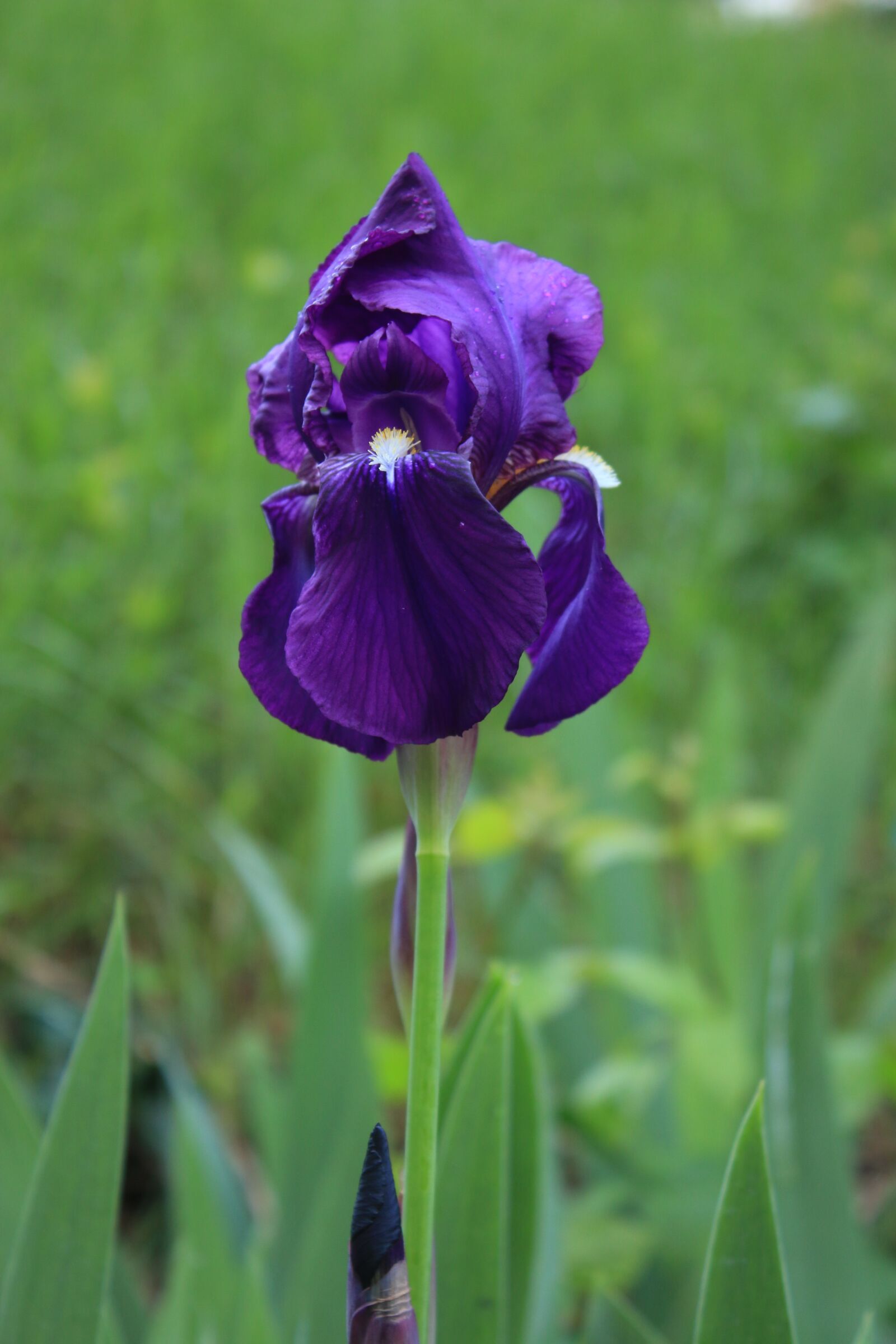 Canon EOS 70D + Canon EF-S 18-55mm F3.5-5.6 IS II sample photo. Purple iris, iris, purple photography