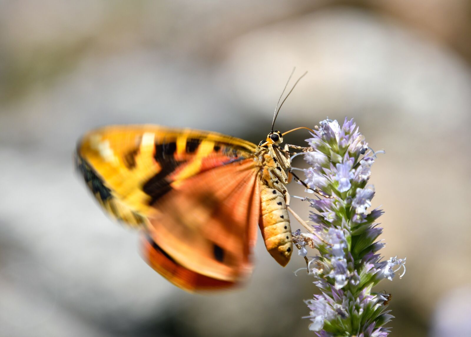 Nikon D500 sample photo. Butterfly, flower, pollination photography