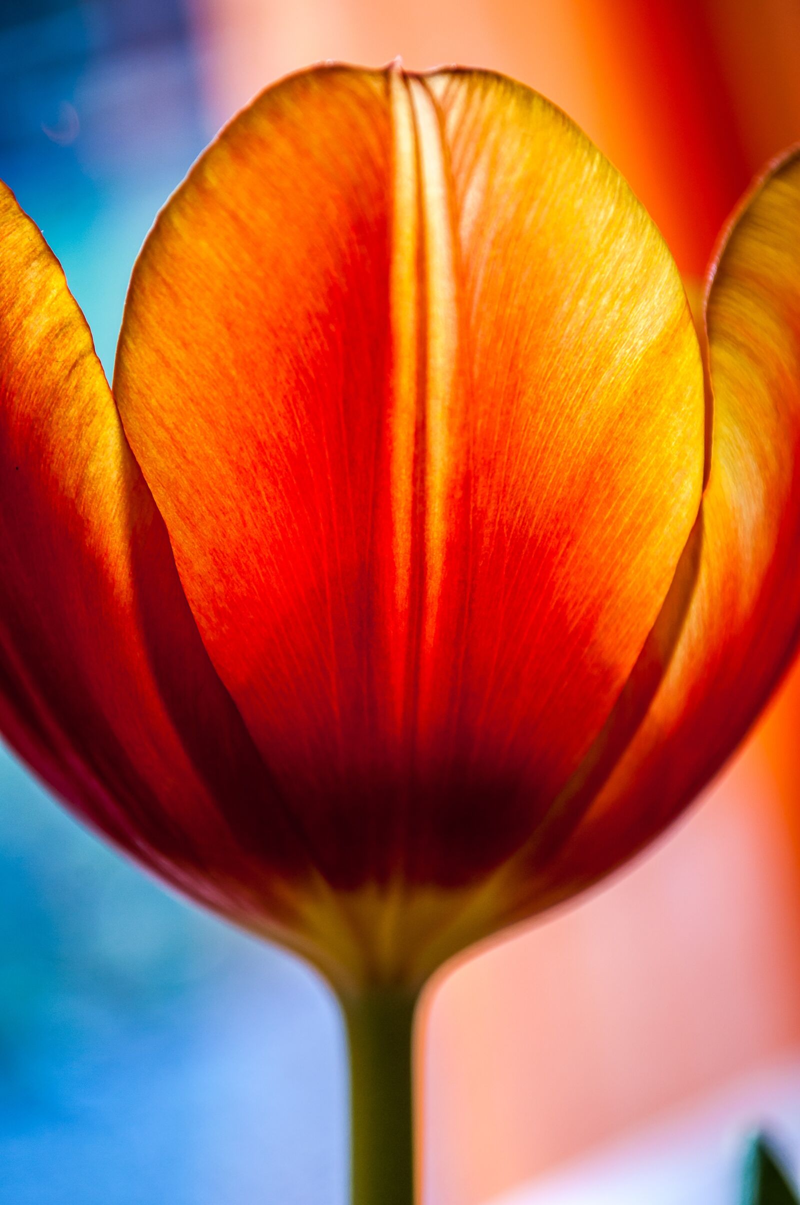 Nikon D90 sample photo. Tulip, red, flower photography