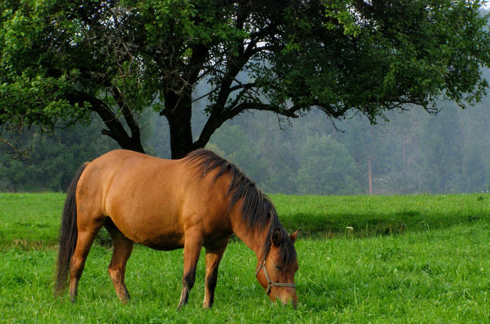 Olympus SP510UZ sample photo. The horse, nature, bieszczady photography