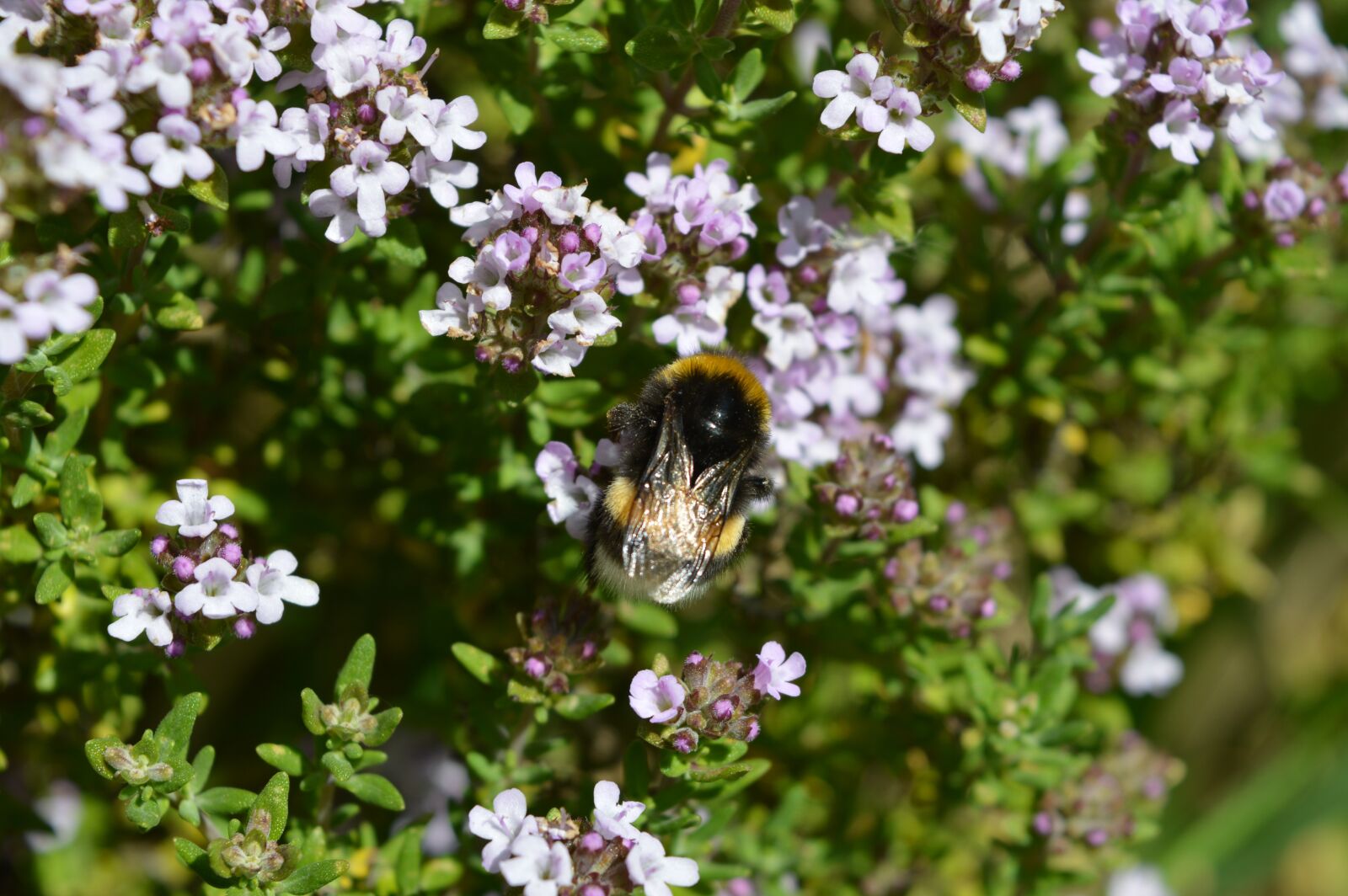 Nikon D3200 sample photo. Flower, bourdon, nature photography