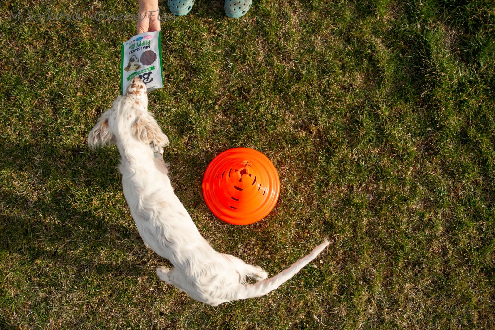 Nikon D7200 sample photo. Dog, english setter, setter photography