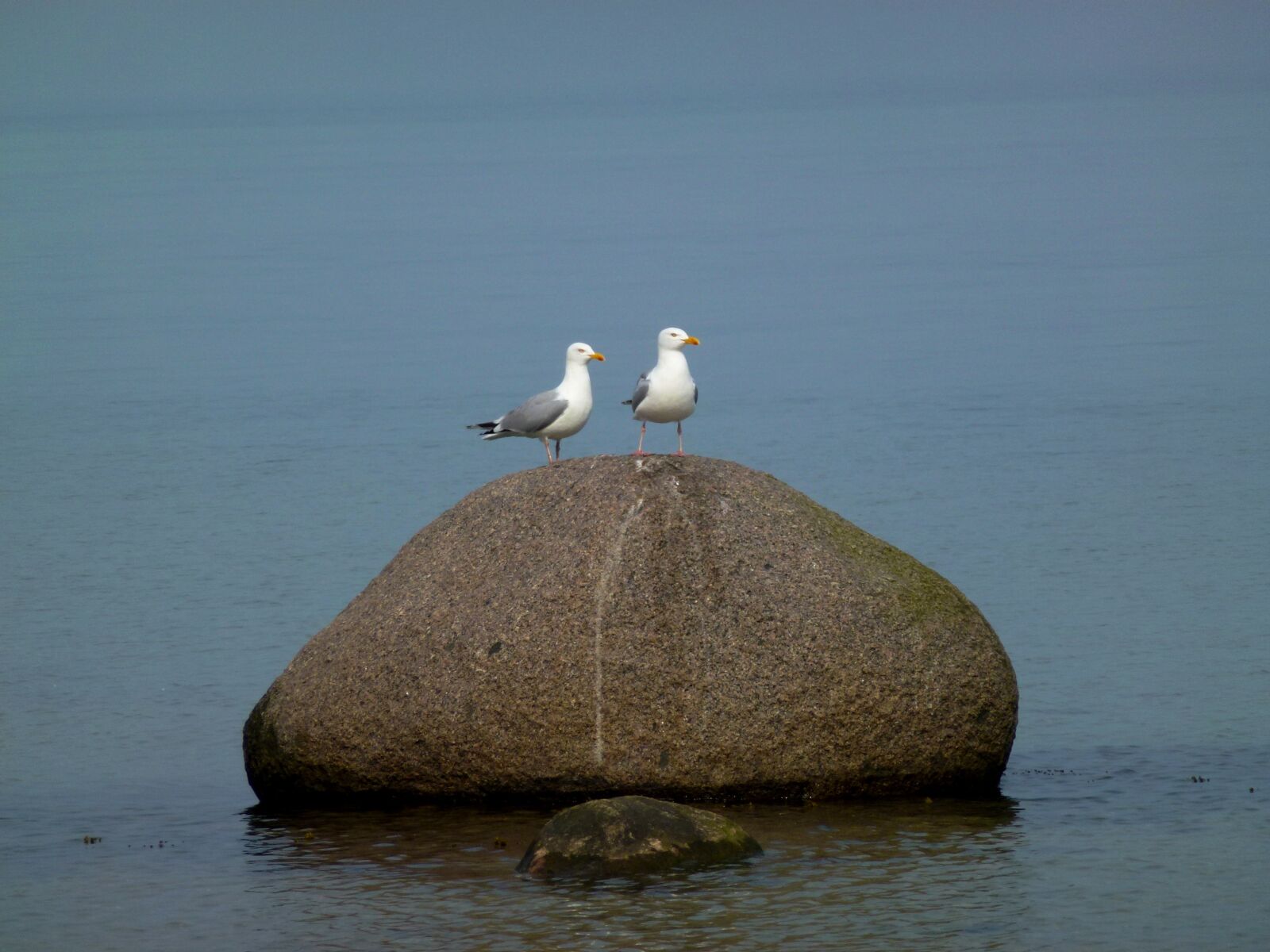 Leica V-Lux 30 / Panasonic Lumix DMC-TZ22 sample photo. Seagull, maritime, stone photography