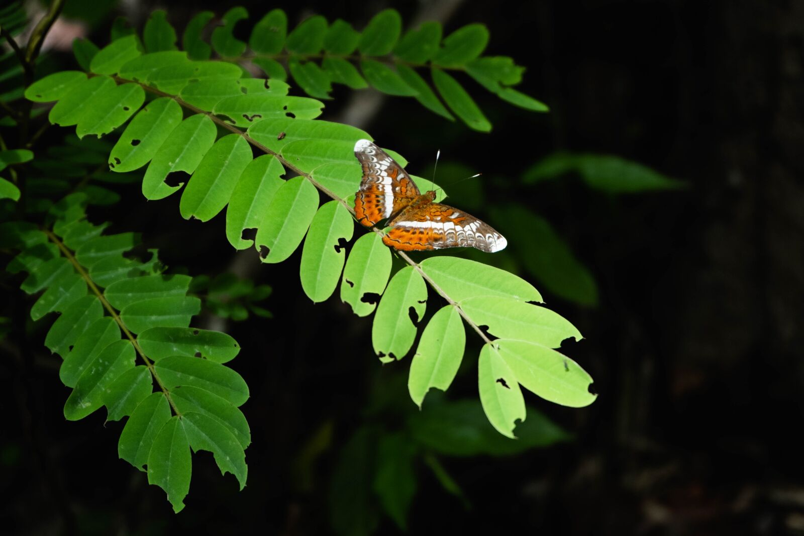 Fujifilm X-T20 + Fujifilm XC 16-50mm F3.5-5.6 OIS II sample photo. Insects, butterfly, autumn leaves photography