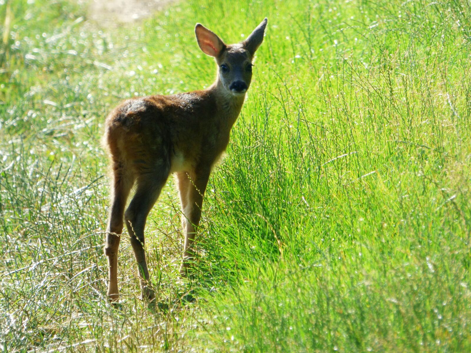 Panasonic DMC-FZ72 sample photo. Fawn, animal, nature photography