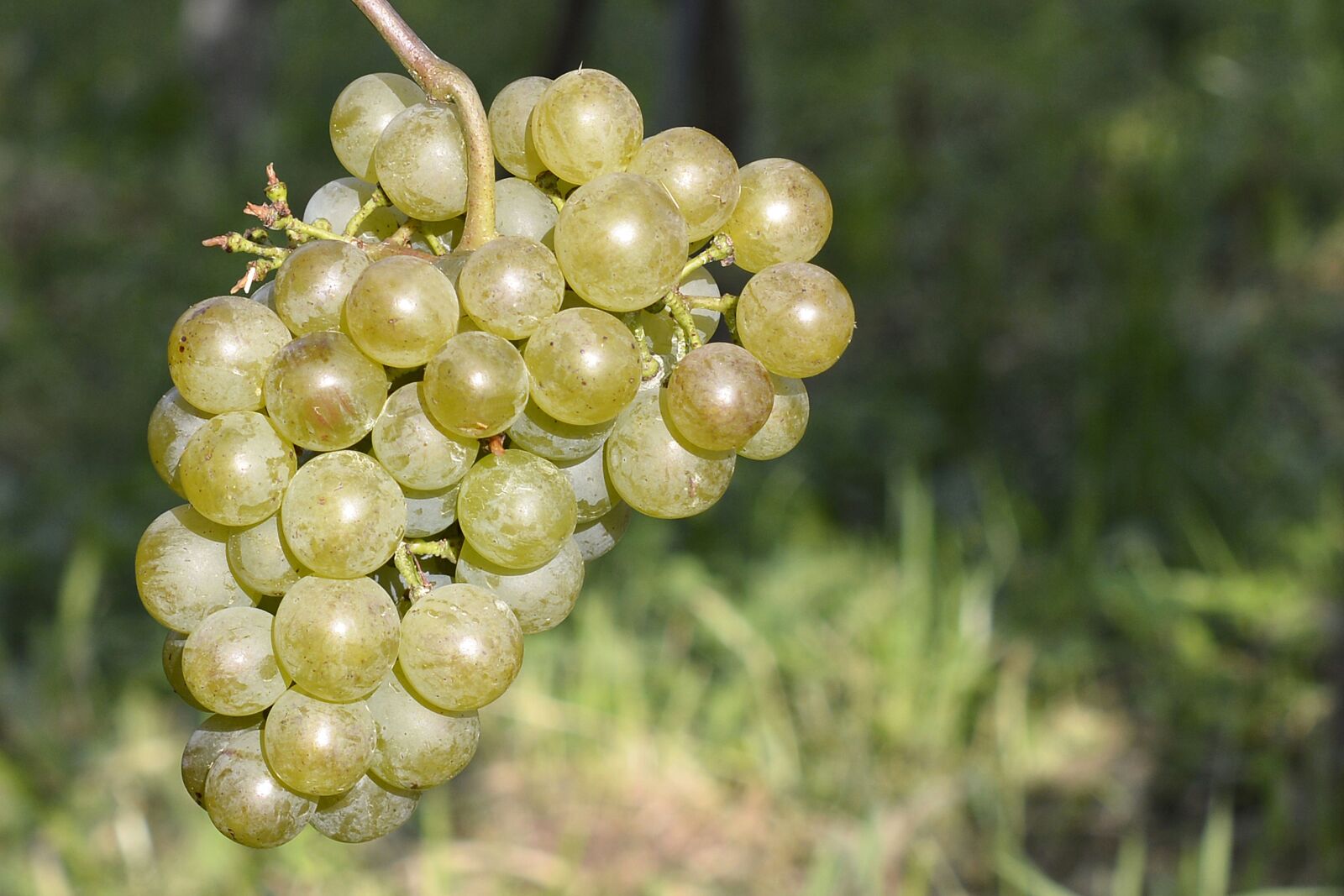 Nikon D7100 sample photo. Grapes, fruit, green photography