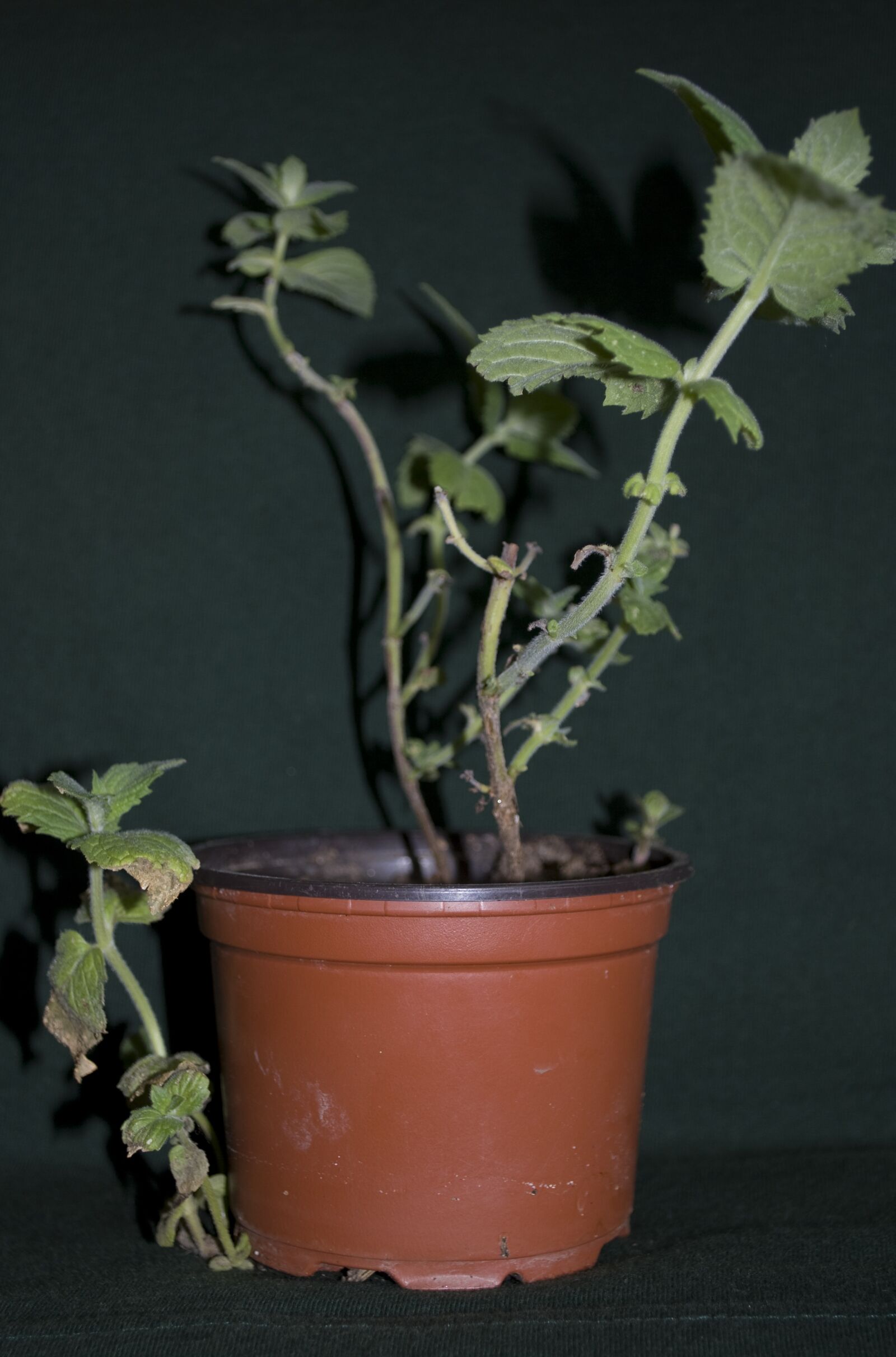 Nikon D60 sample photo. Mint, herbs, flowerpot photography