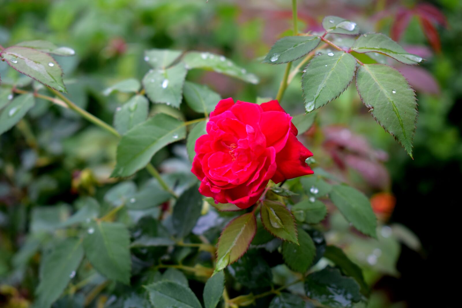 Nikon D3300 sample photo. Rose, red, natural photography