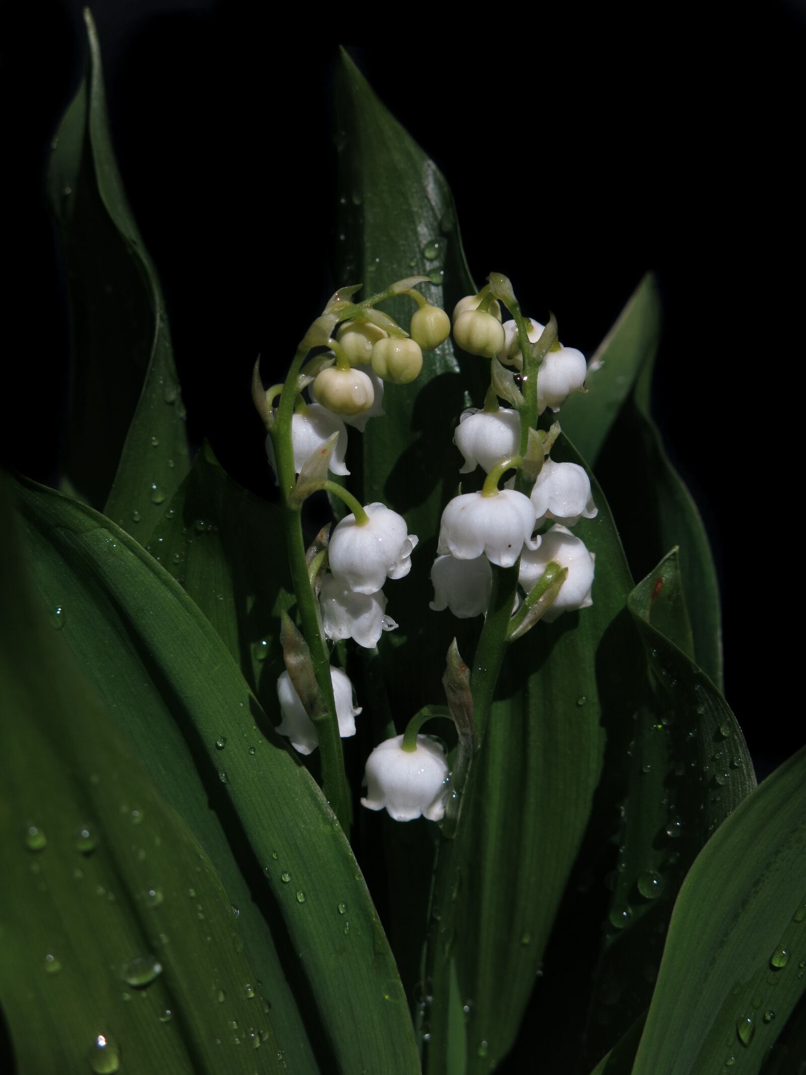 Canon PowerShot G15 sample photo. Lily of the valley photography