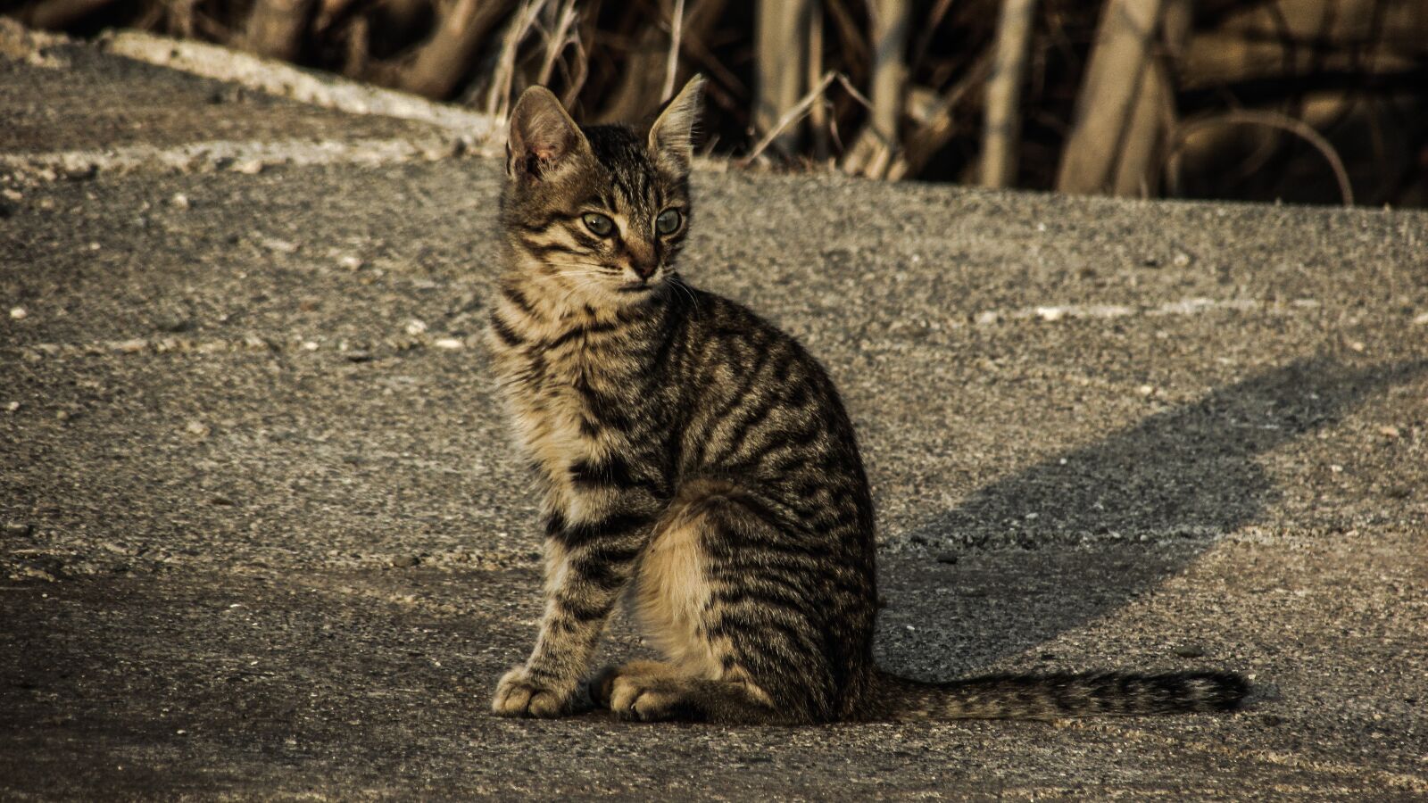 Canon PowerShot SX400 IS sample photo. Cat, stray, young photography