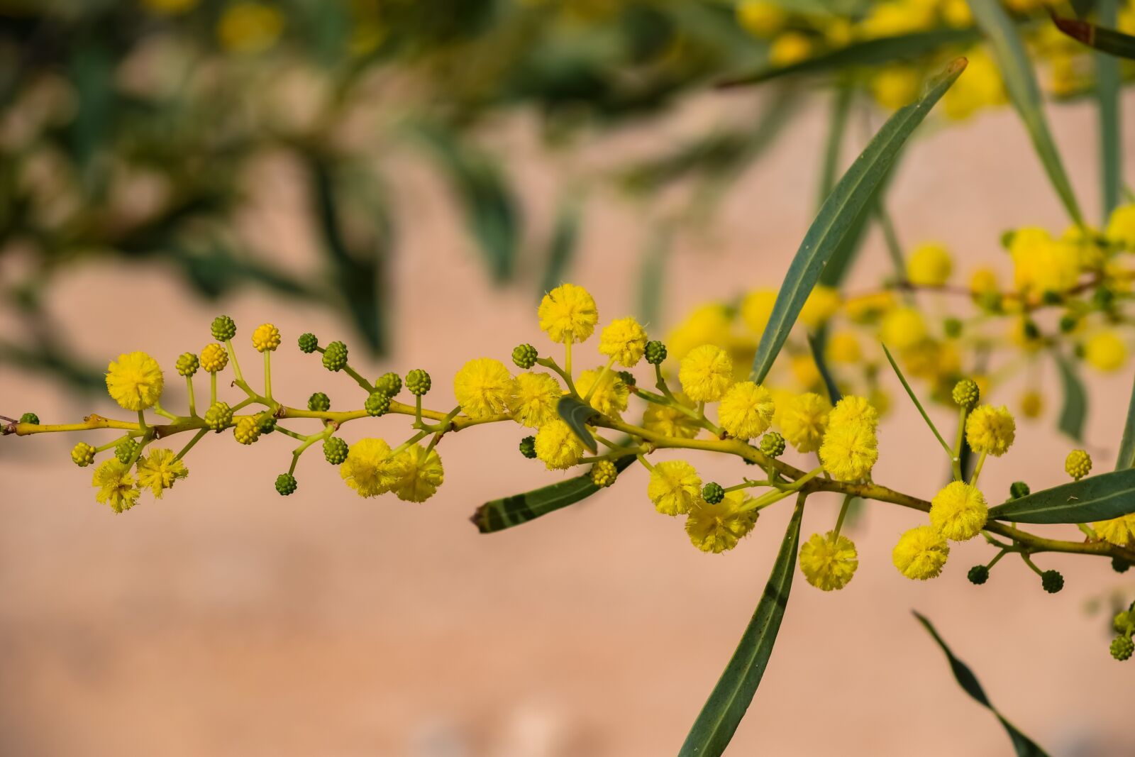 Nikon D3300 sample photo. Mimoza, tree, branch photography