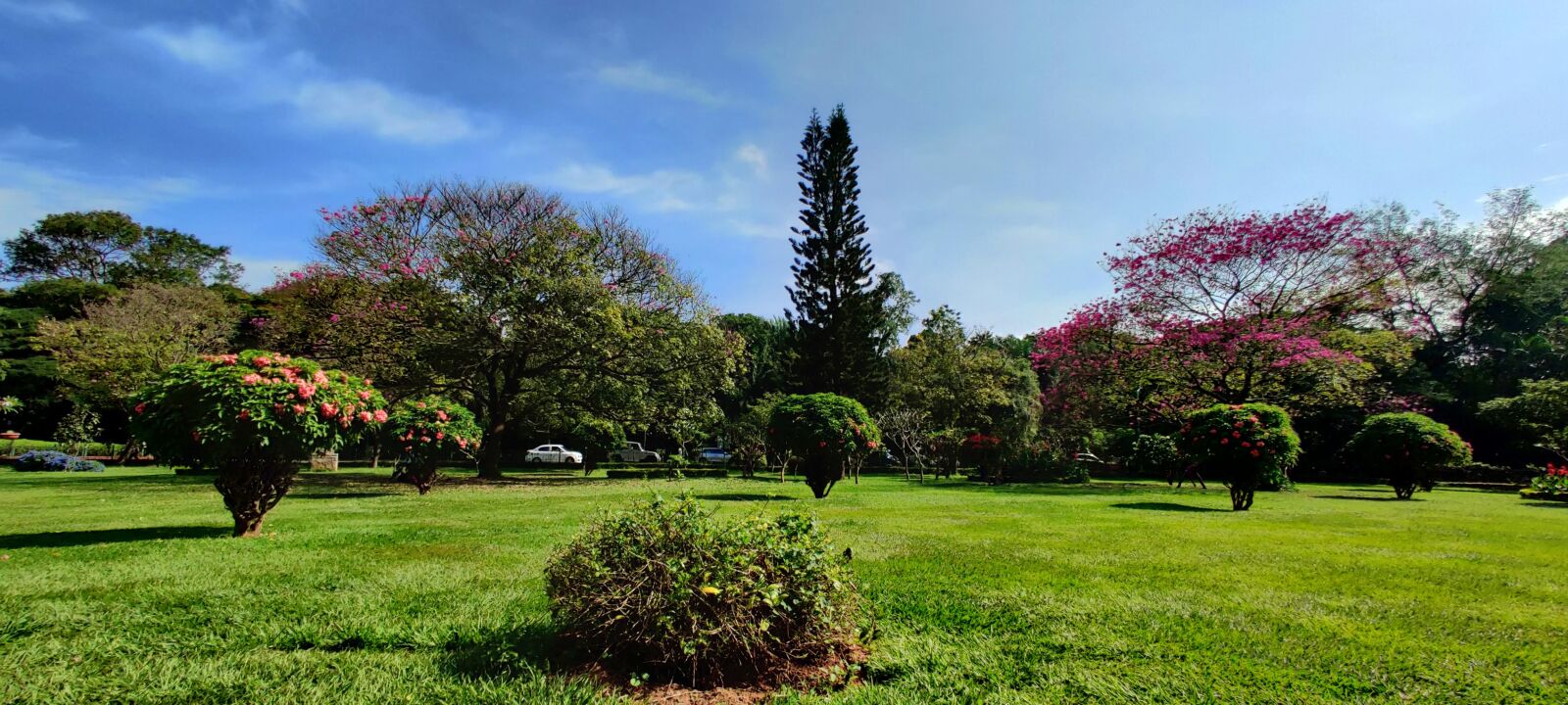 OnePlus HD1901 sample photo. Garden, trees, nature photography