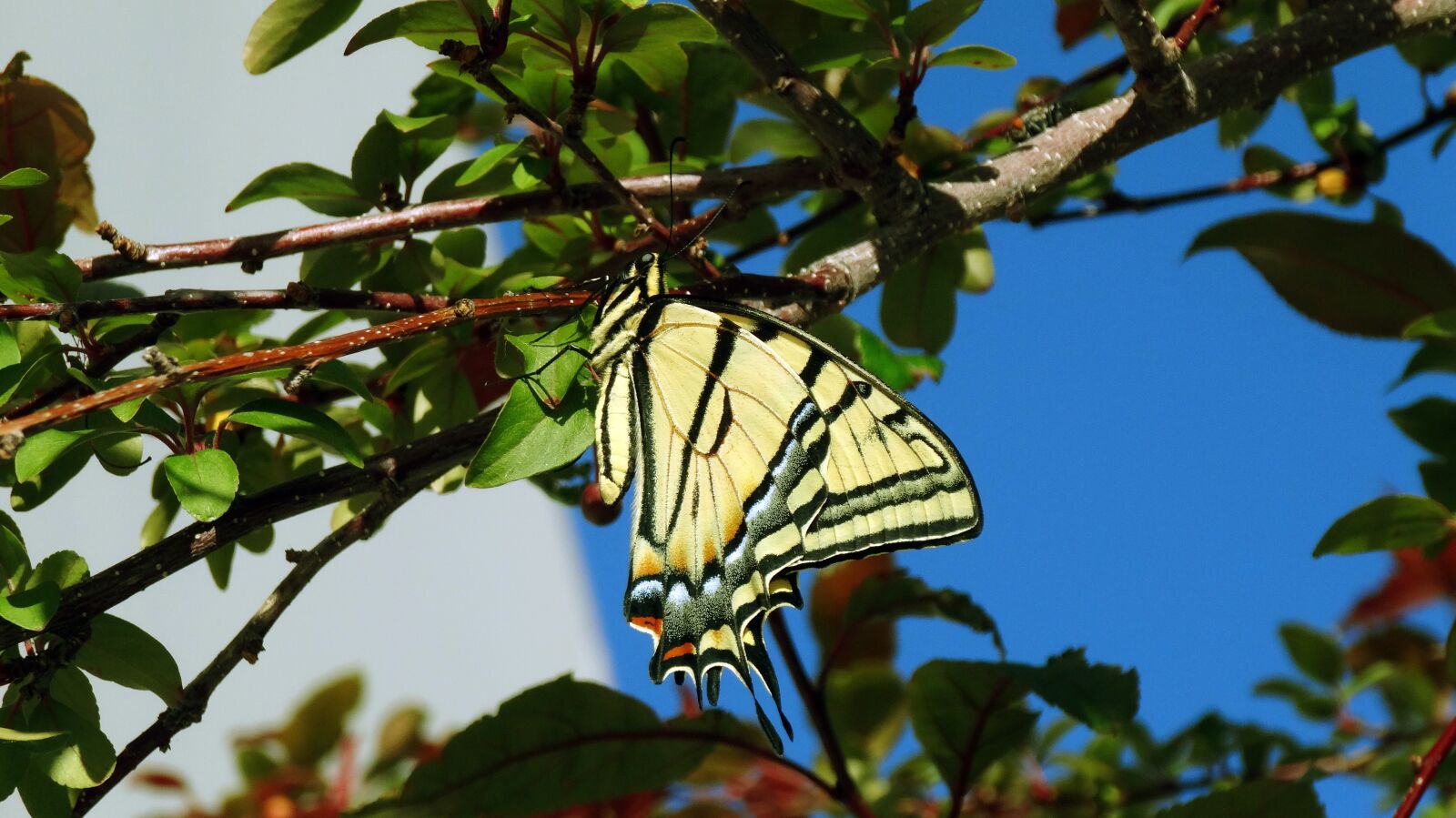 Sony Cyber-shot DSC-HX20V sample photo. Butterfly, monarch, monarch butterfly photography