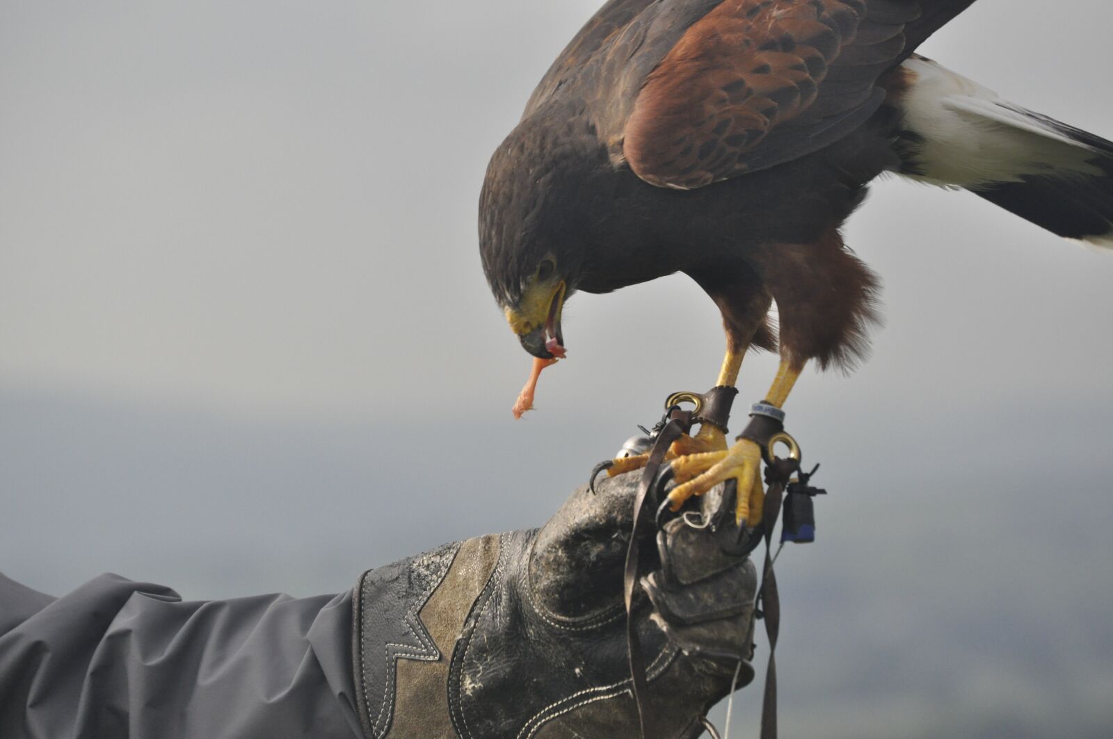 Nikon D5000 sample photo. Falcon, falconry, food chain photography
