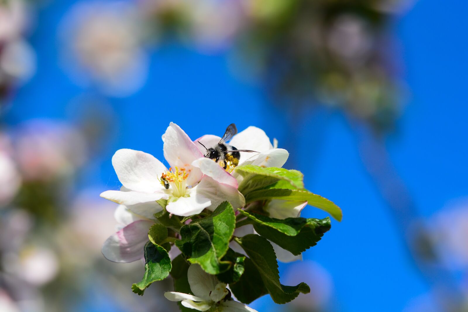 Nikon D7100 sample photo. Bee, wasp, flower photography