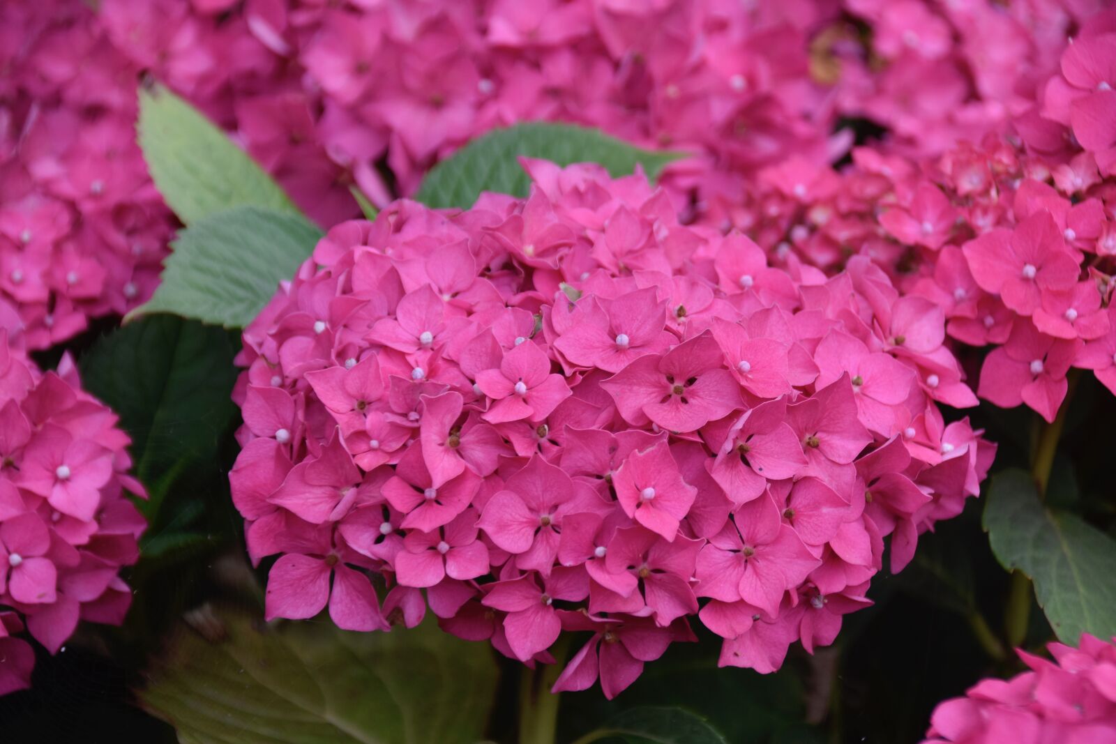Nikon D5600 sample photo. Flower, flowers, flower hydrangea photography
