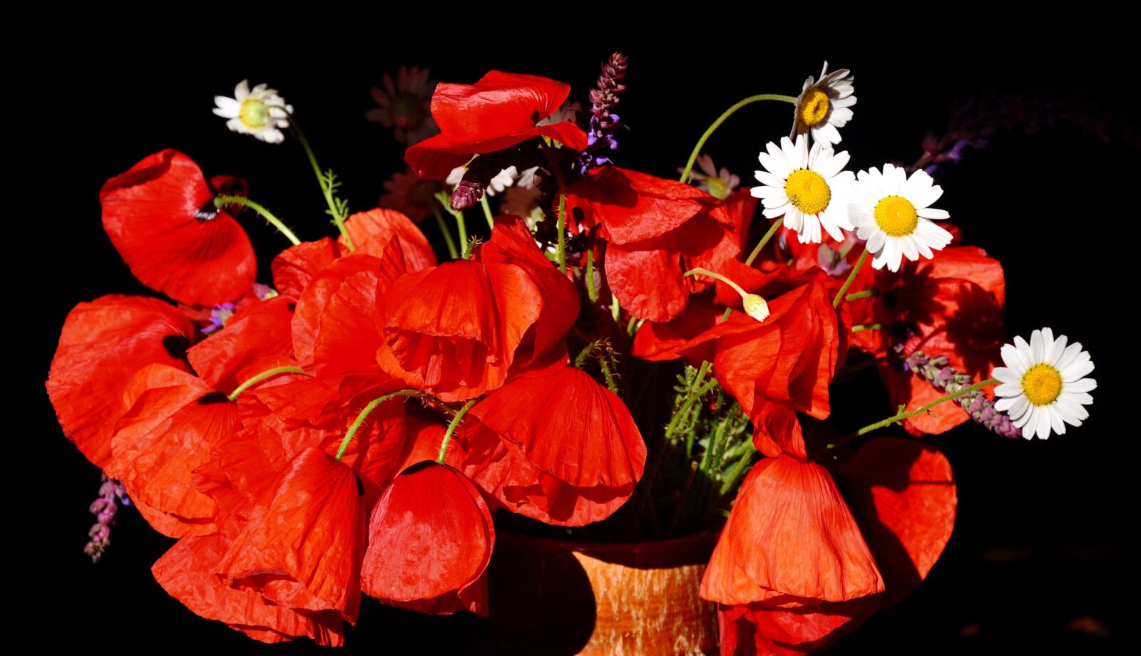 Nikon D90 sample photo. Spring, nature, poppy photography