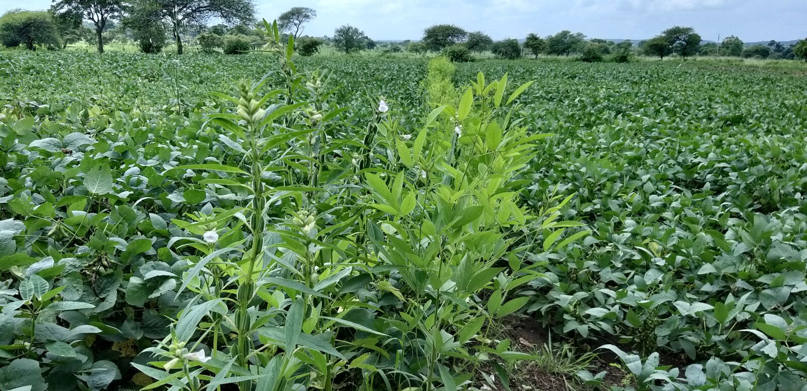 Samsung Galaxy A9 (2018) sample photo. Farm, field, indian photography