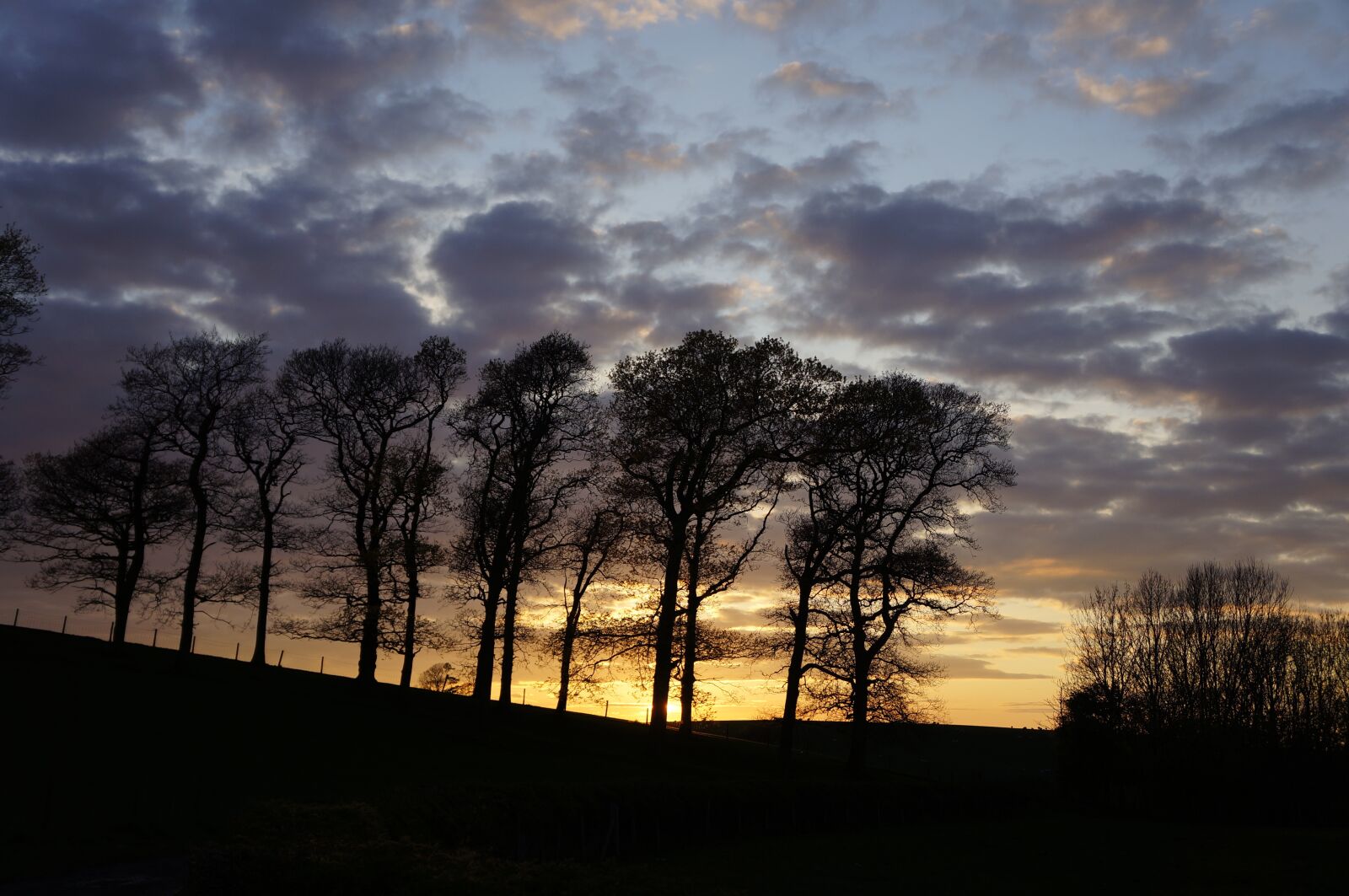 Sony Alpha NEX-5N sample photo. Trees, silhouette, evening photography