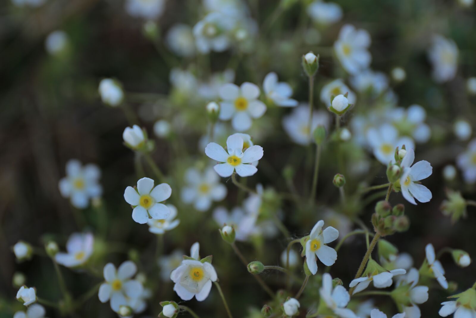 Canon EF 24-70mm F4L IS USM sample photo. The scenery, flower, realism photography