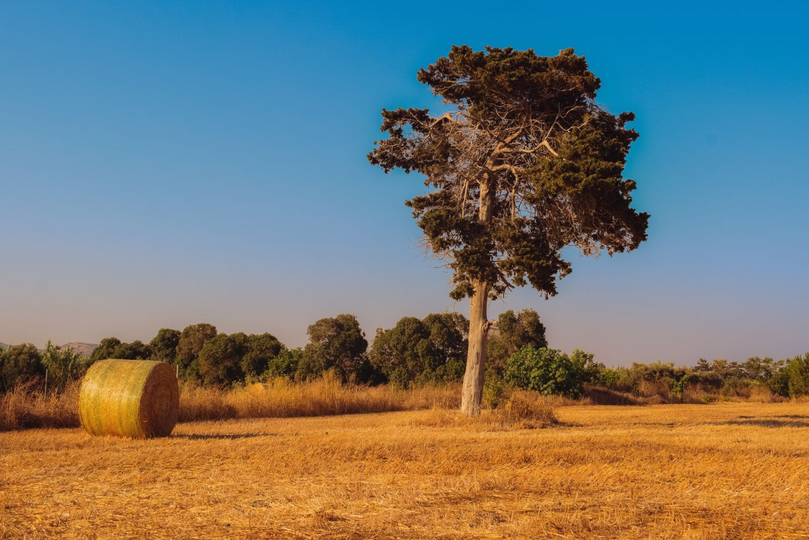 Nikon D3300 sample photo. Tree, meadow, barley photography
