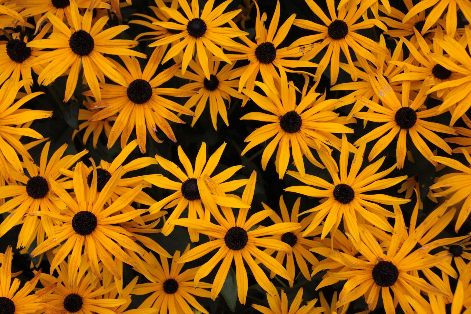 Canon EOS 50D sample photo. Flower, flowers, summer photography