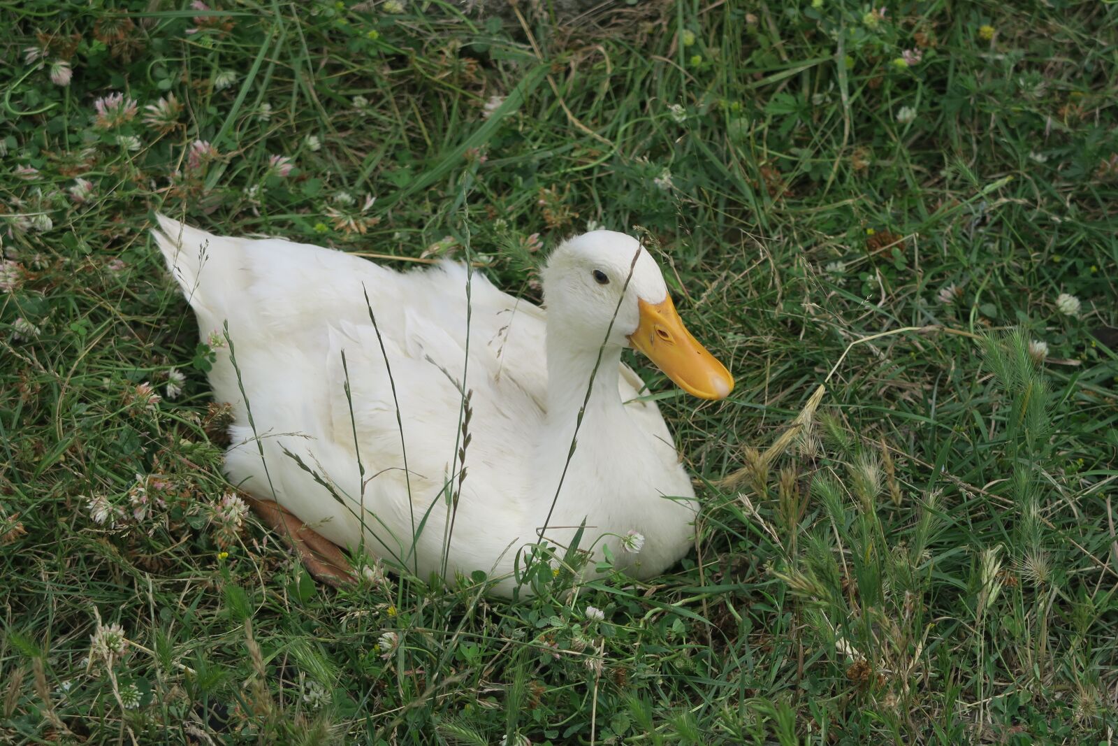 Canon PowerShot G7 X sample photo. Goose, animal, winged photography