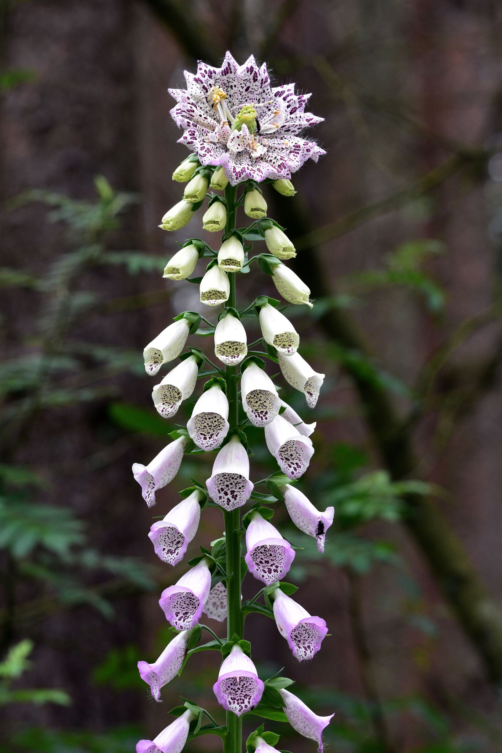 Nikon D3400 sample photo. Flower, flowers, spring photography