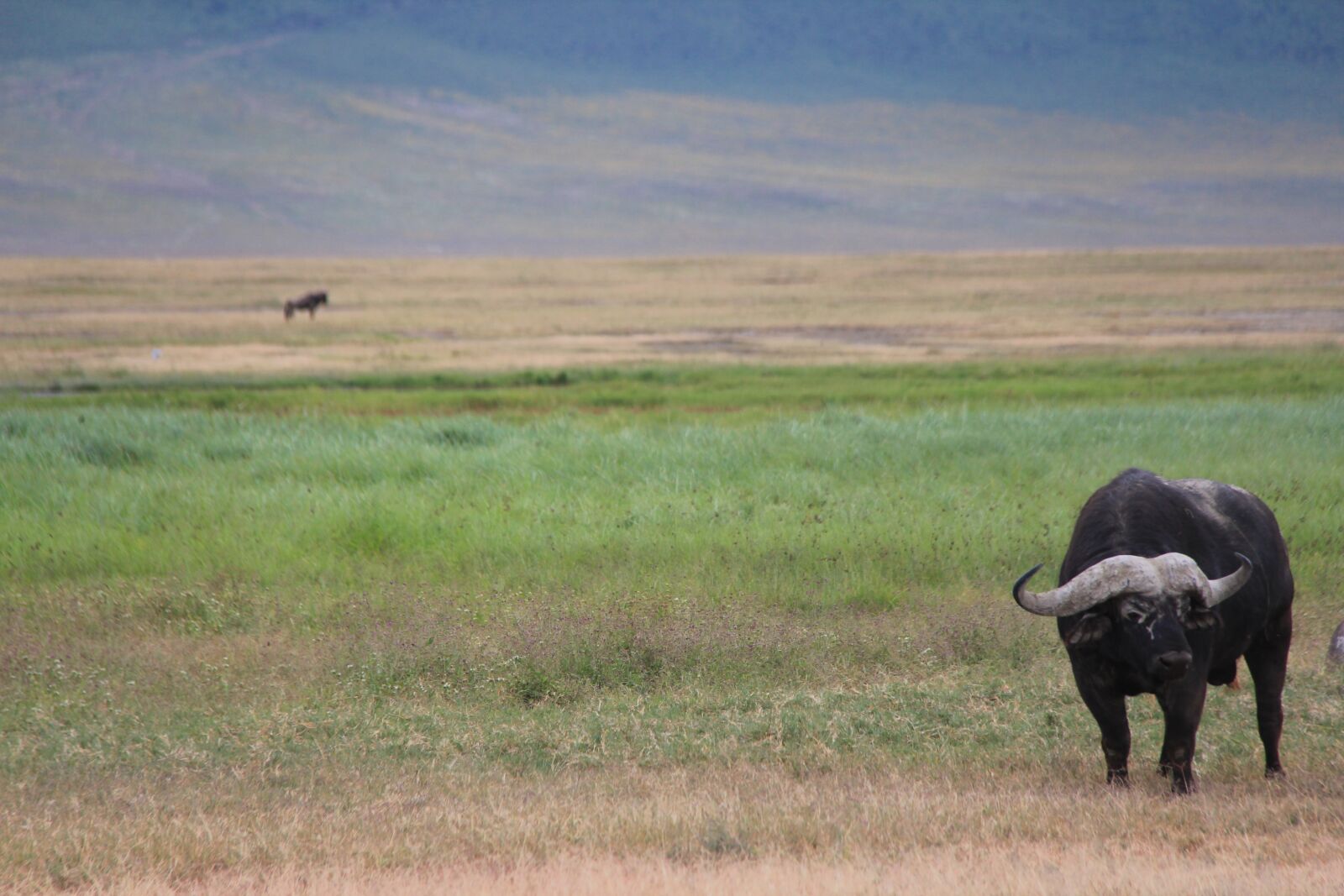 Canon EOS 60D sample photo. Buffalo, safari, africa photography