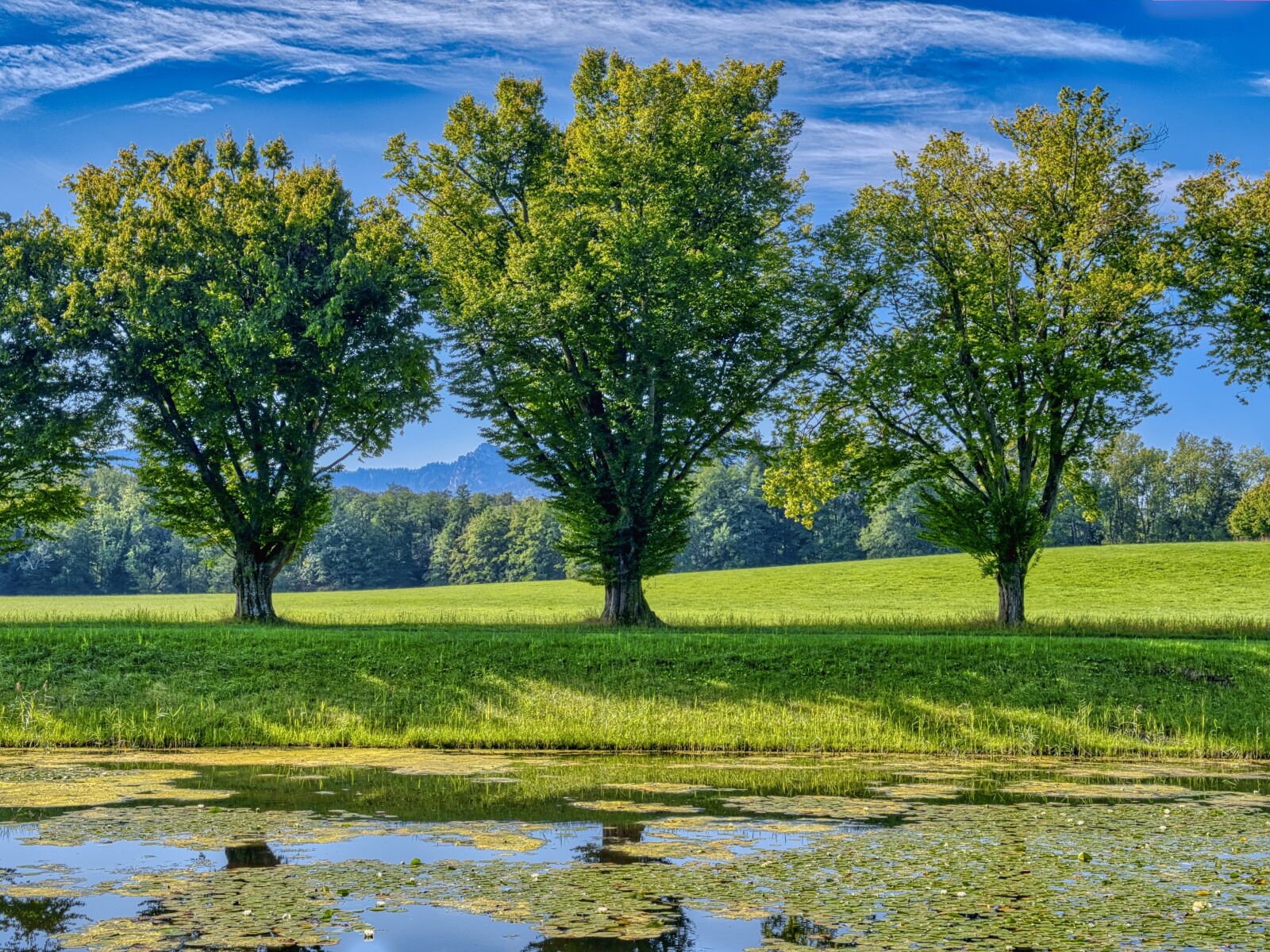 Nikon D7500 sample photo. Row of trees, trees photography