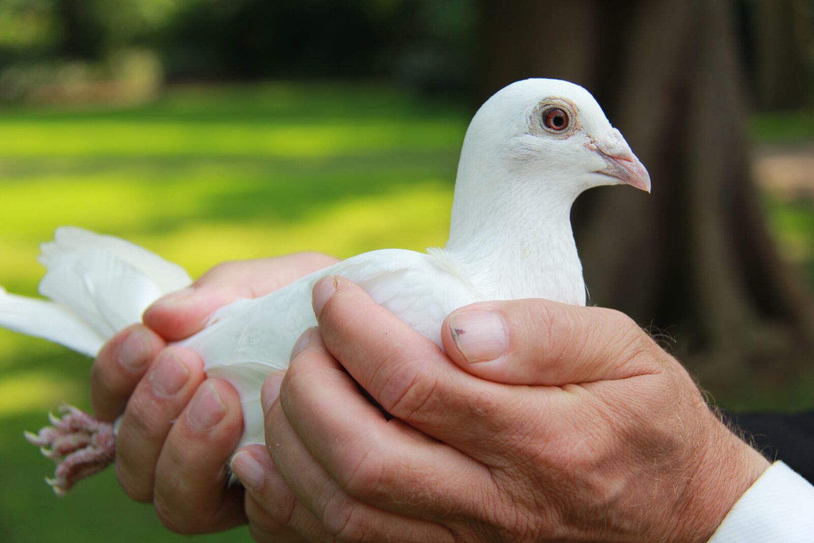 Canon EF-S 18-200mm F3.5-5.6 IS sample photo. Dove, wedding dove, animal photography