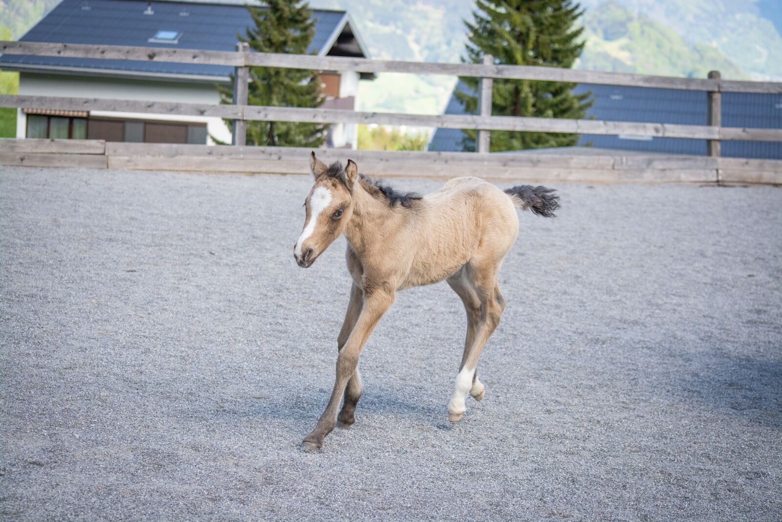 Nikon D7100 sample photo. Foal, newborn, coupling photography