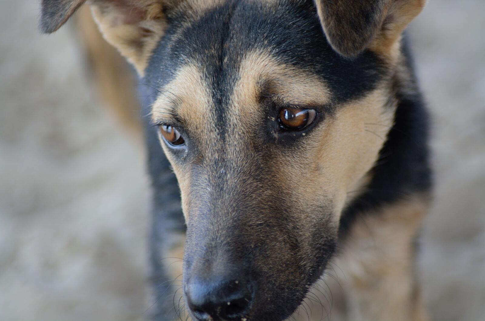 Nikon D5200 sample photo. Dog, overviews, animal photography