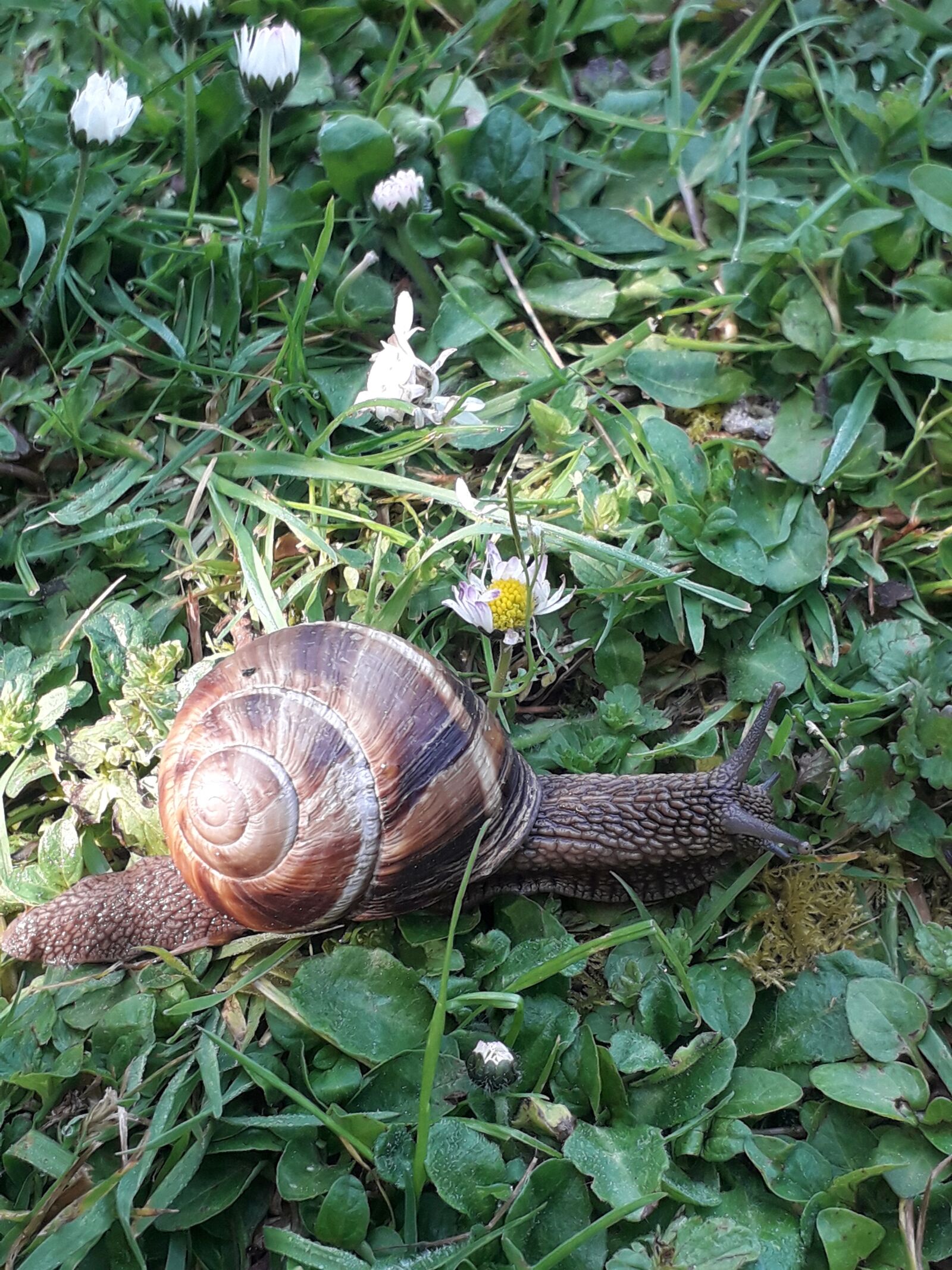 Samsung Galaxy J6 sample photo. Snail, nature, insects photography