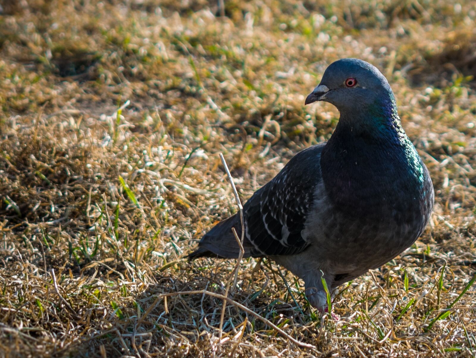 Nikon D3300 sample photo. Bird, dove, nature photography